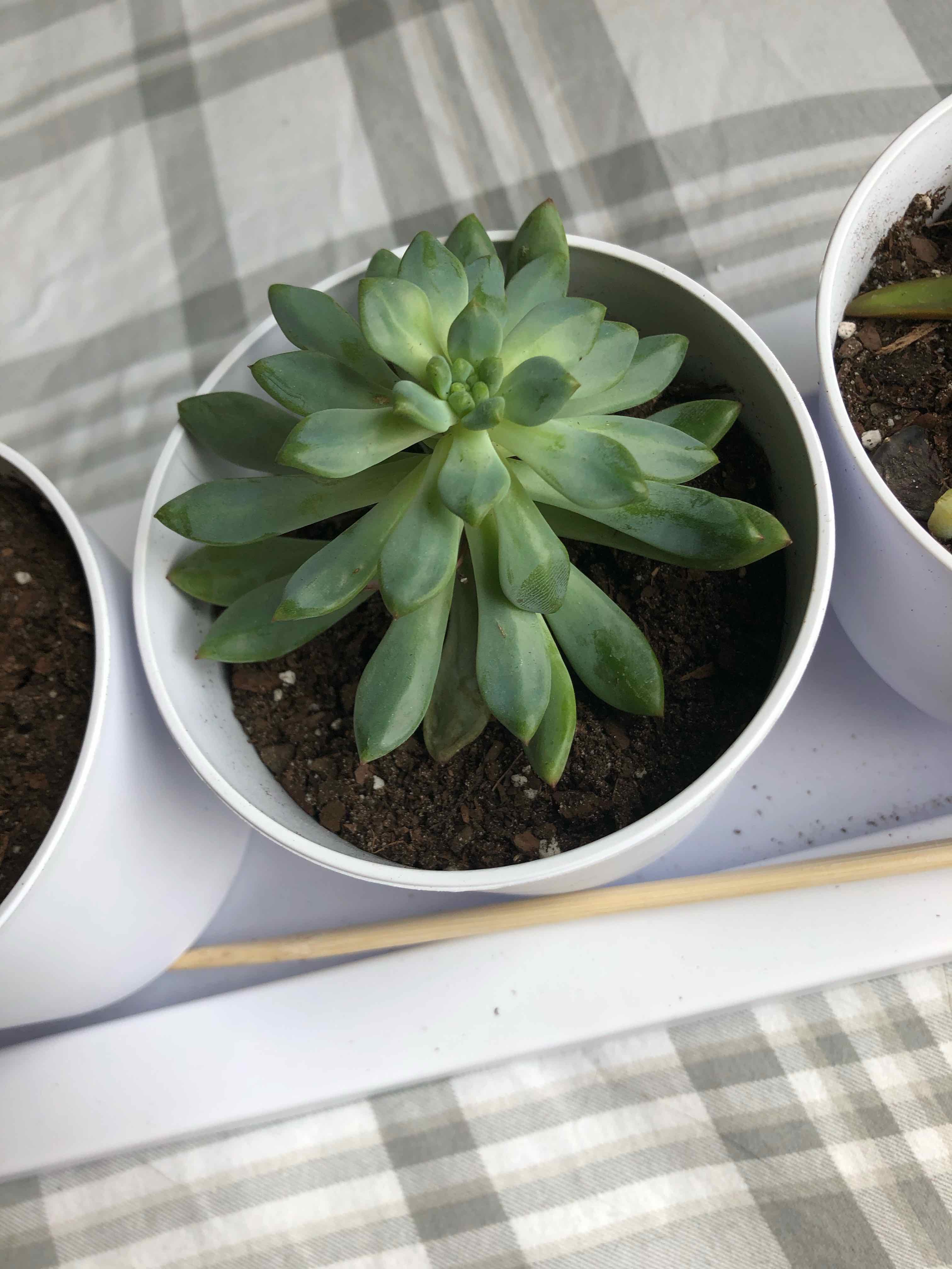Blue Echeveria plant in a white pot with visible soil, well-framed and in focus.