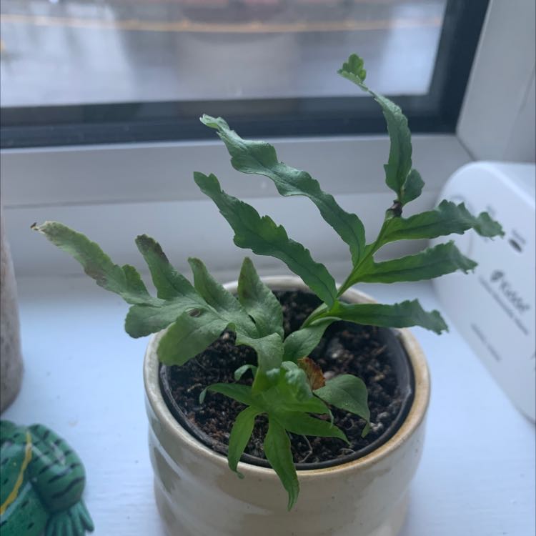 Potted Southern Polypody plant on a windowsill with green, wavy leaves.