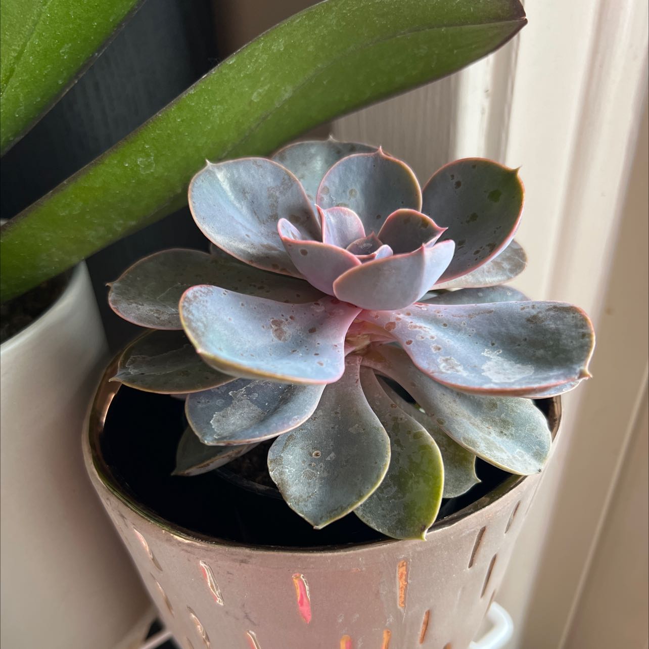 Ghost Echeveria succulent in a pot, healthy with fleshy leaves.