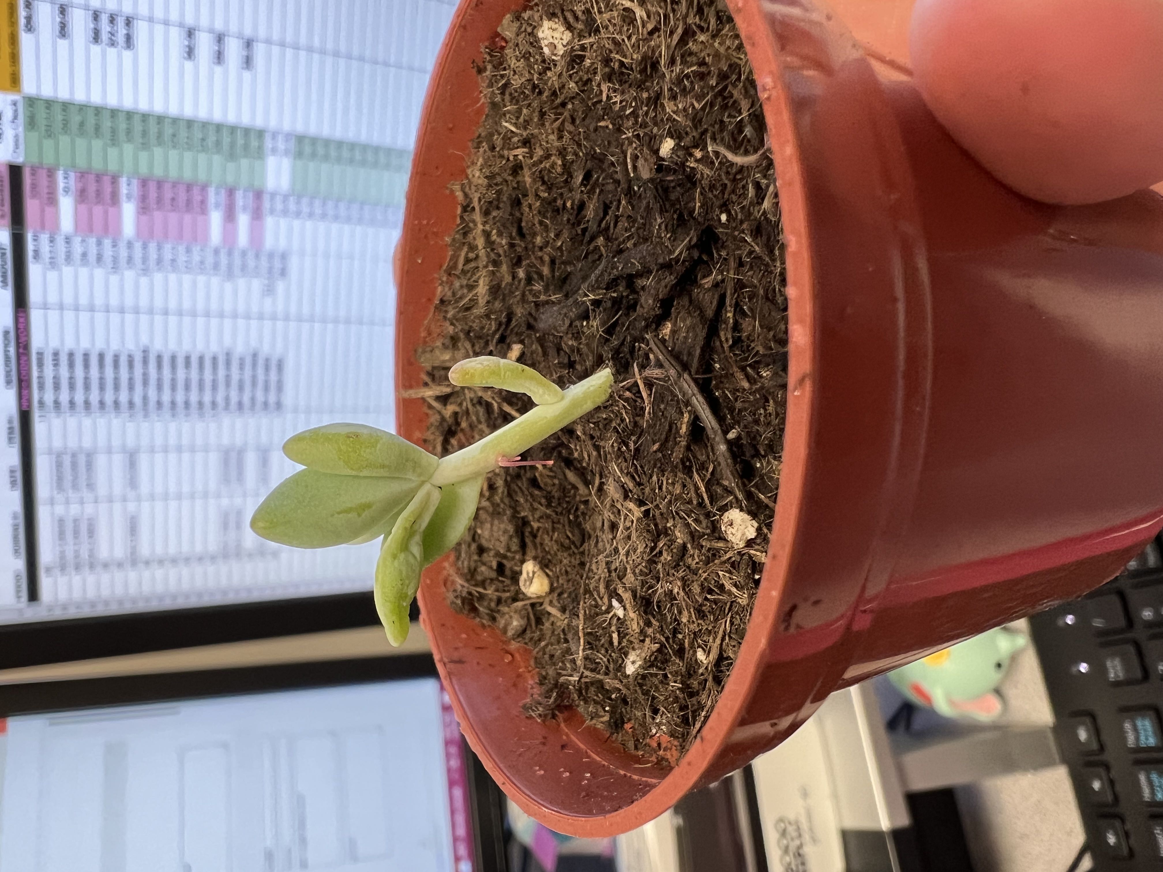 Is this a root?