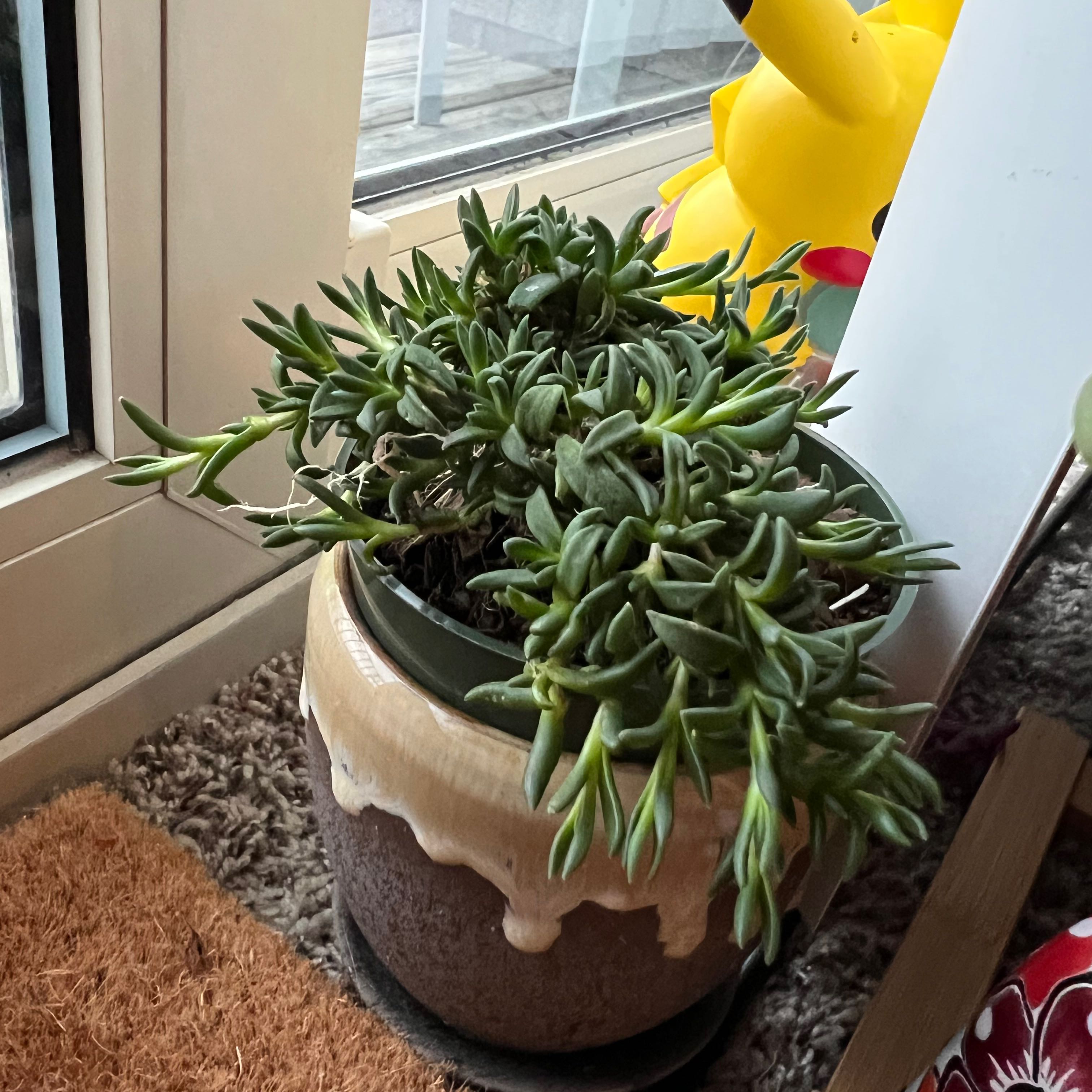 Photo of the plant species Fire Spinner Ice Plant by @super_sarah_s named Firespinner on Greg, the plant care app