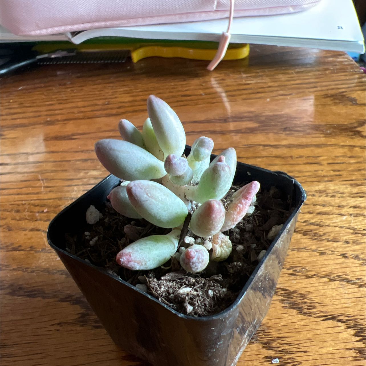 Pachyphytum Baby Finger succulent in a black pot with visible soil.