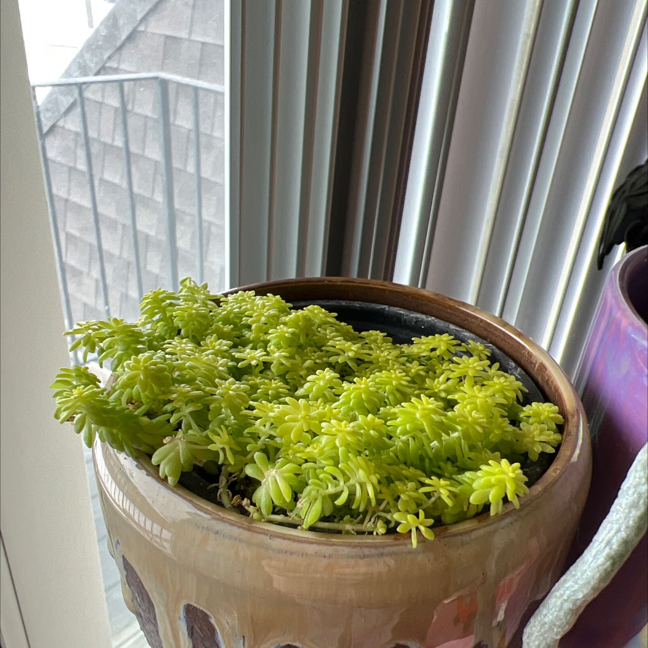 Tokyo Sun Stonecrop plant in a pot near a window with vibrant green foliage.