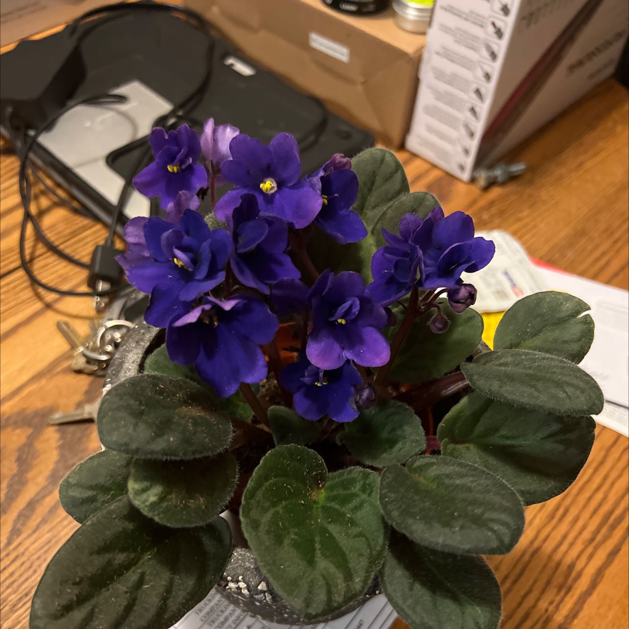 Violet
