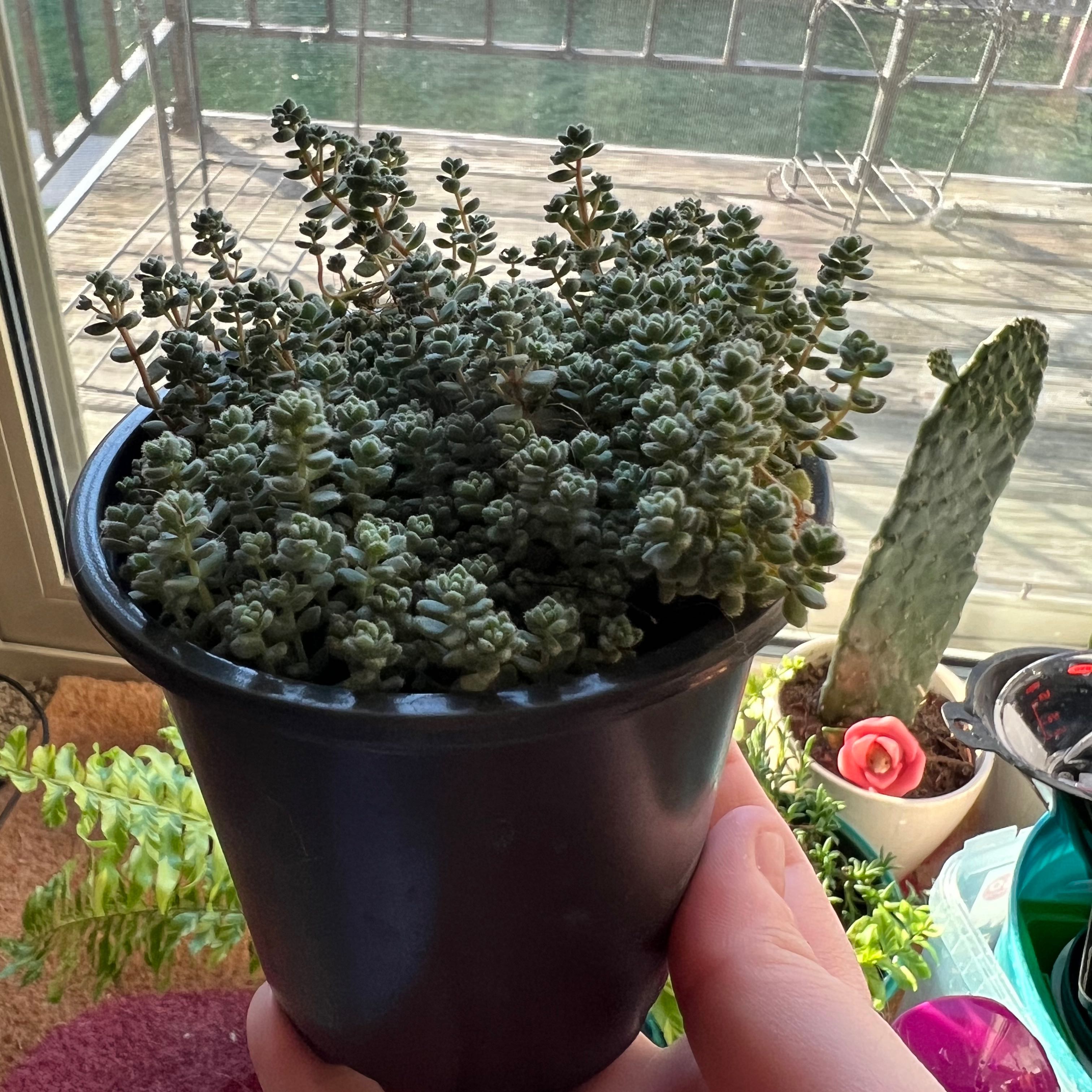 Photo of the plant species English Stonecrop by @super_sarah_s named Teensie on Greg, the plant care app
