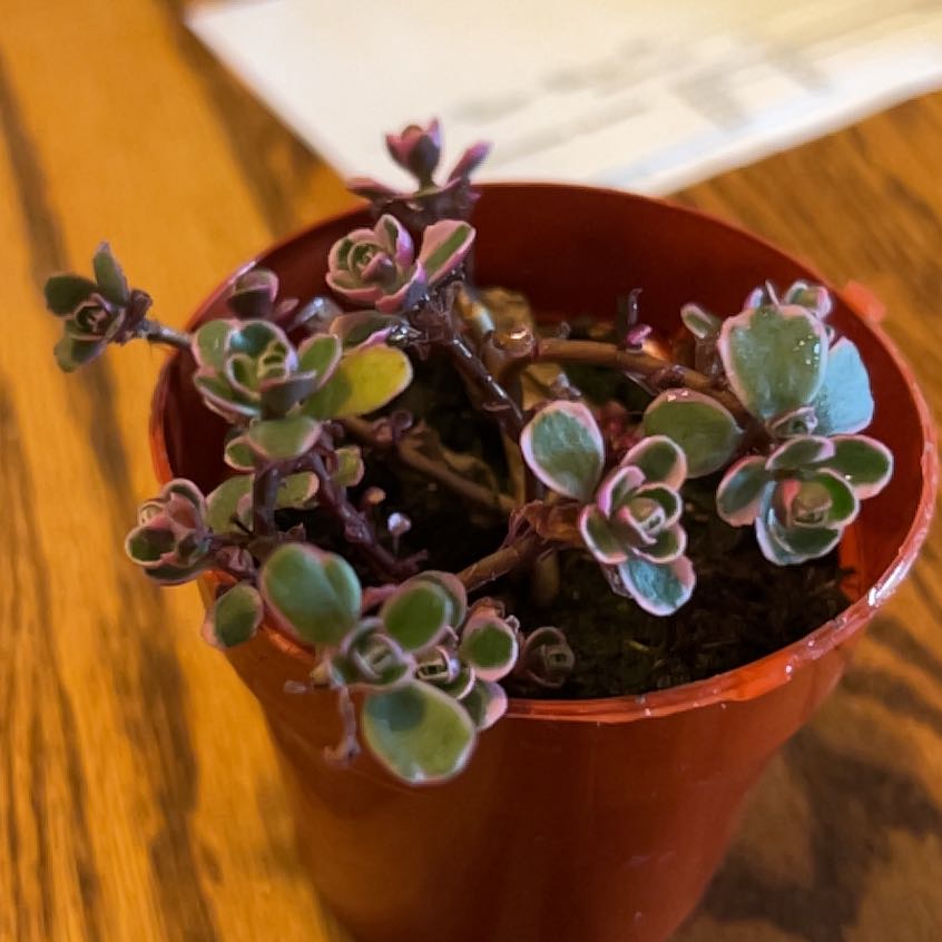 Photo of the plant species Tricolor Stonecrop by @super_sarah_s named Tri-Tri on Greg, the plant care app