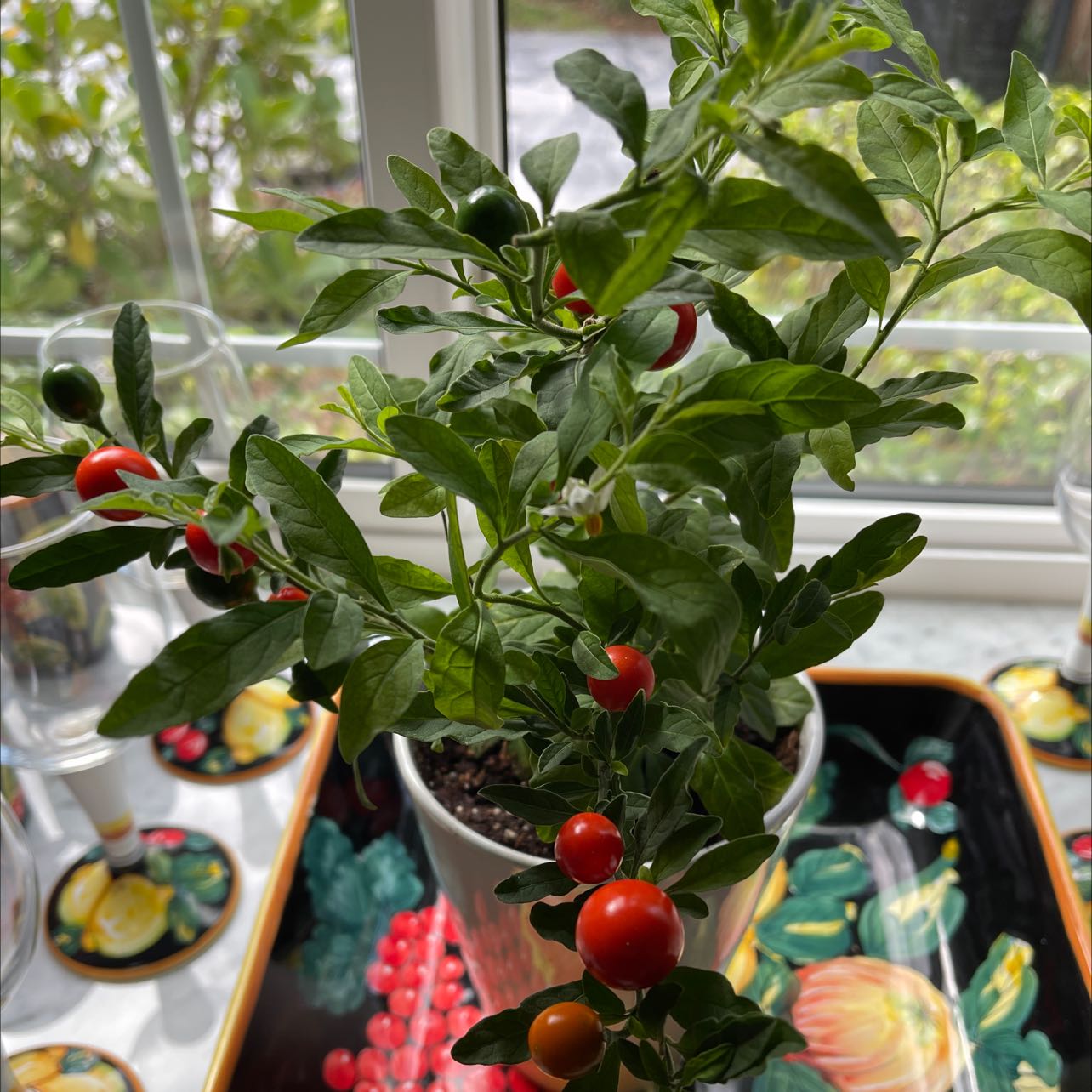 Propagating My Jerusalem Cherry: Step-by-Step Guide