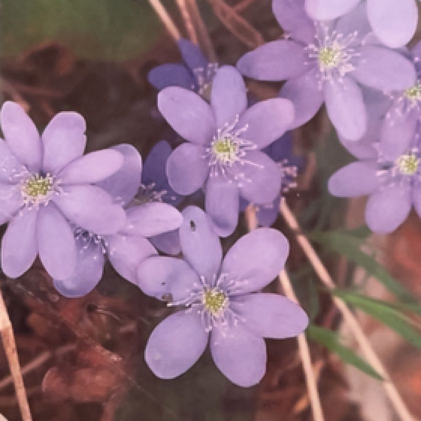 Photo of the plant species American Liverleaf by @ZestyCrassula named Eva on Greg, the plant care app