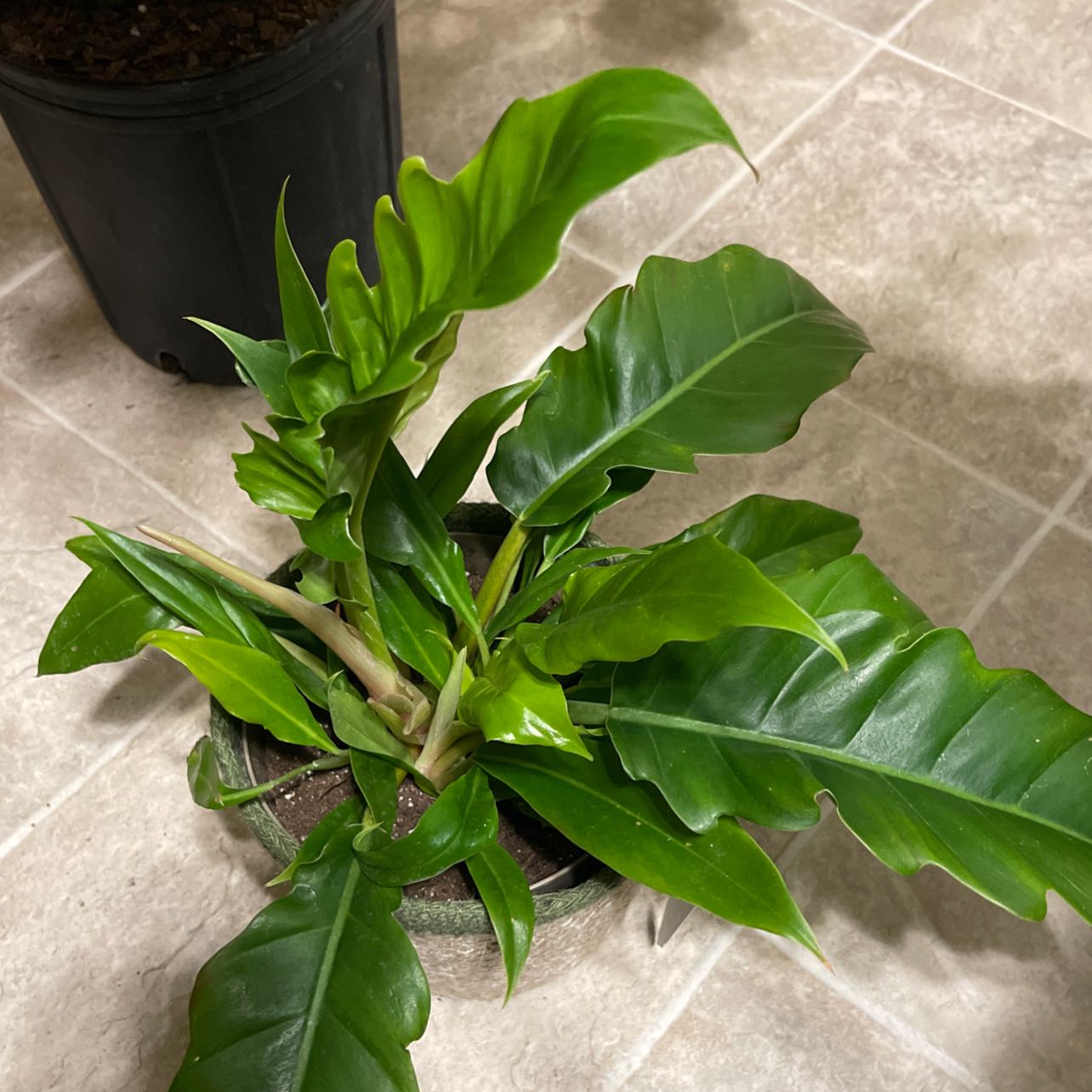 Tiger Tooth Philodendron plant with healthy green leaves in a pot.