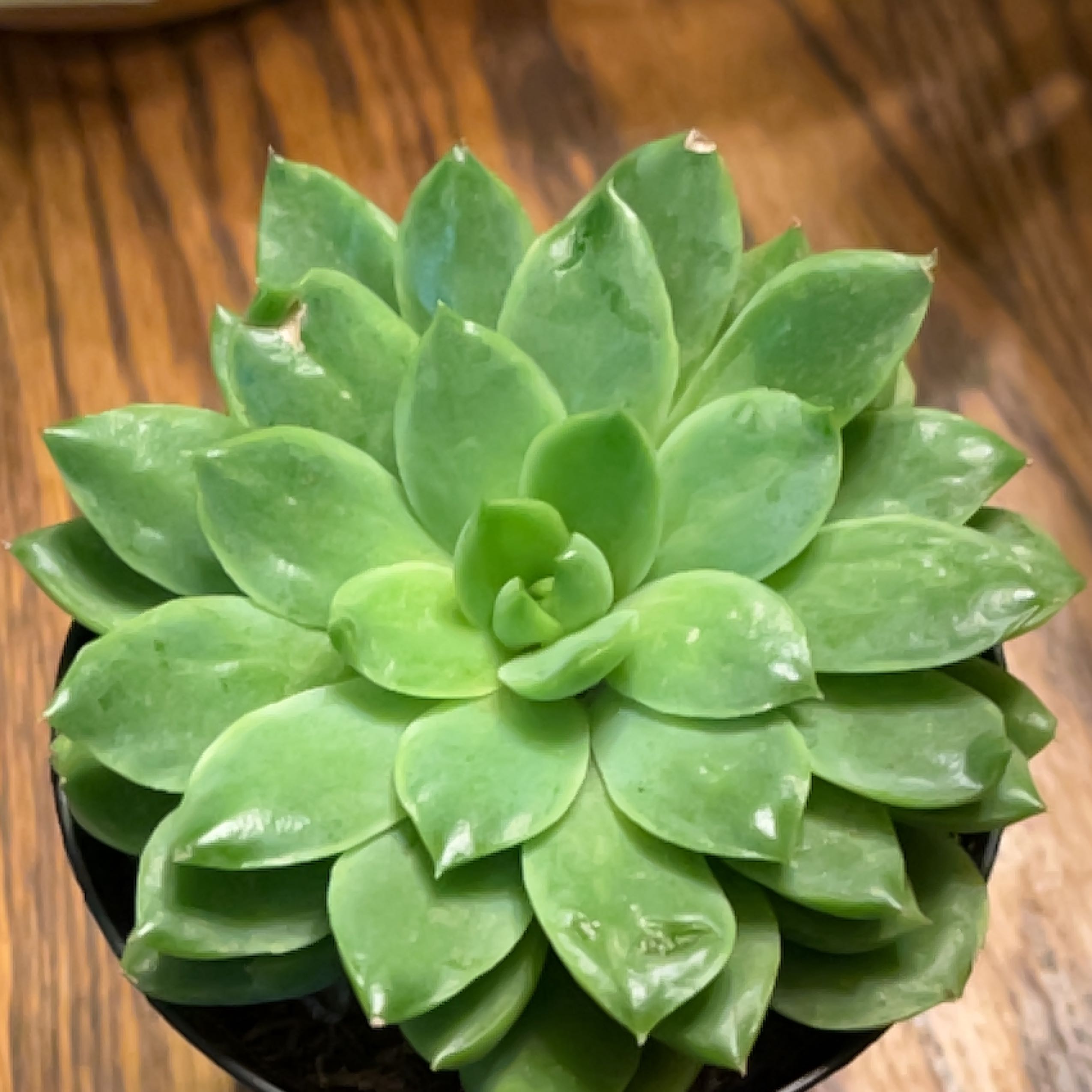 Healthy Echeveria 'Lime n' Chile' succulent with vibrant green leaves.