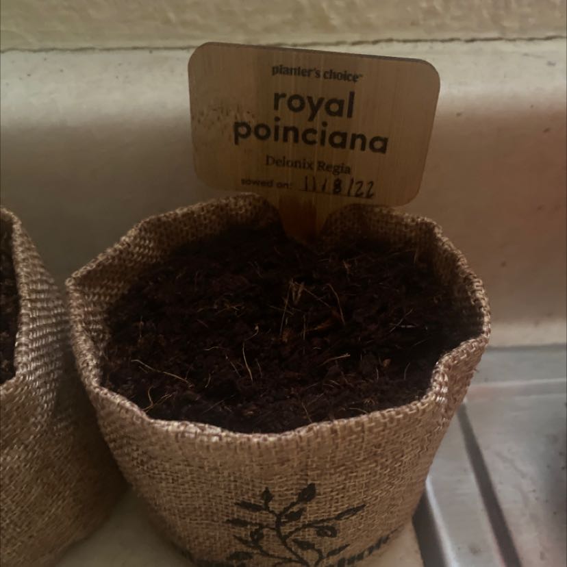 Potted Royal Poinciana (Delonix regia) in early growth stage with visible soil and label.