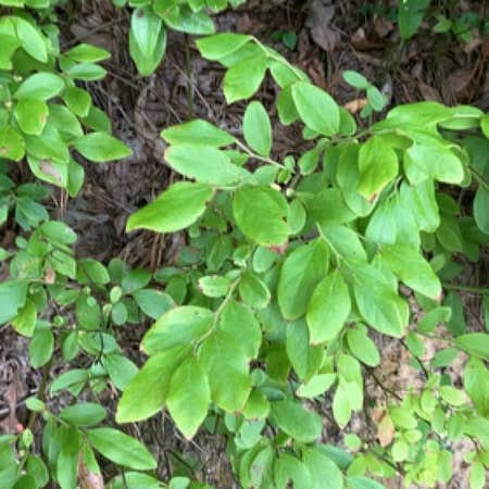 Photo of the plant species Early Lowbush Blueberry by @SeasonalMedeola named Sir Plancelot on Greg, the plant care app