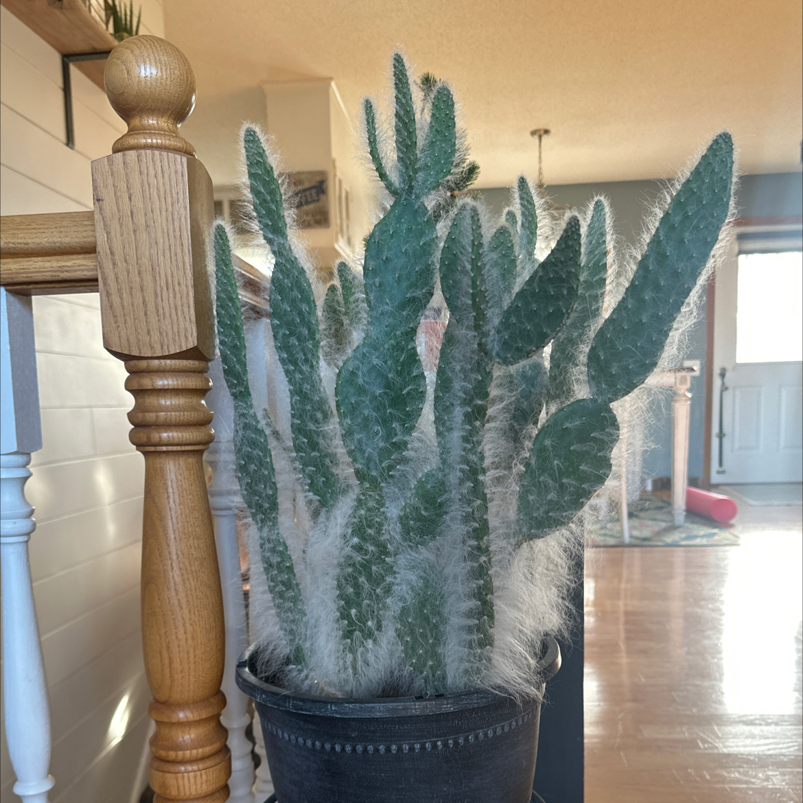 Woolyjoint Prickly Pear cactus in a pot, healthy and well-framed.