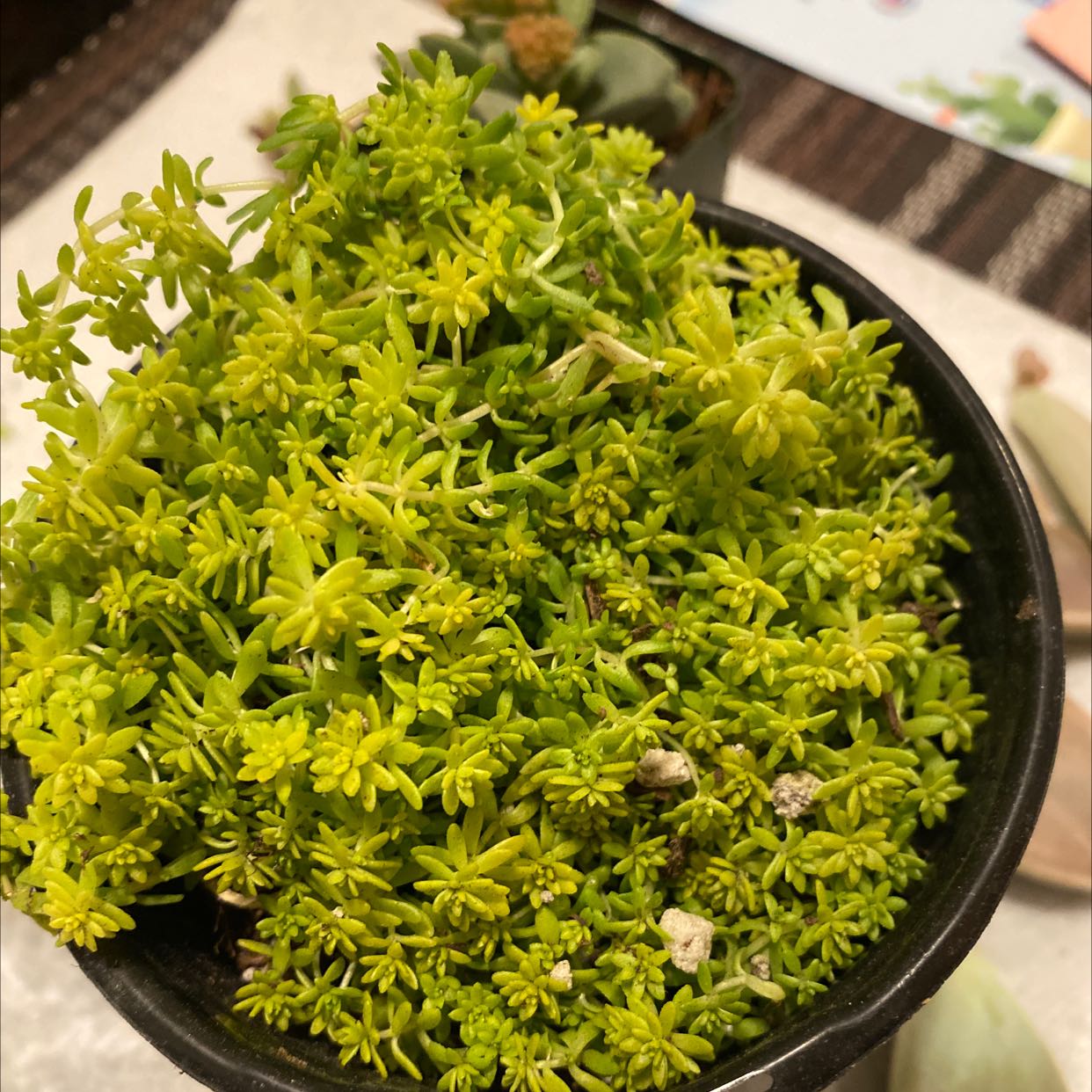Spanish Stonecrop plant in a pot with vibrant green foliage.