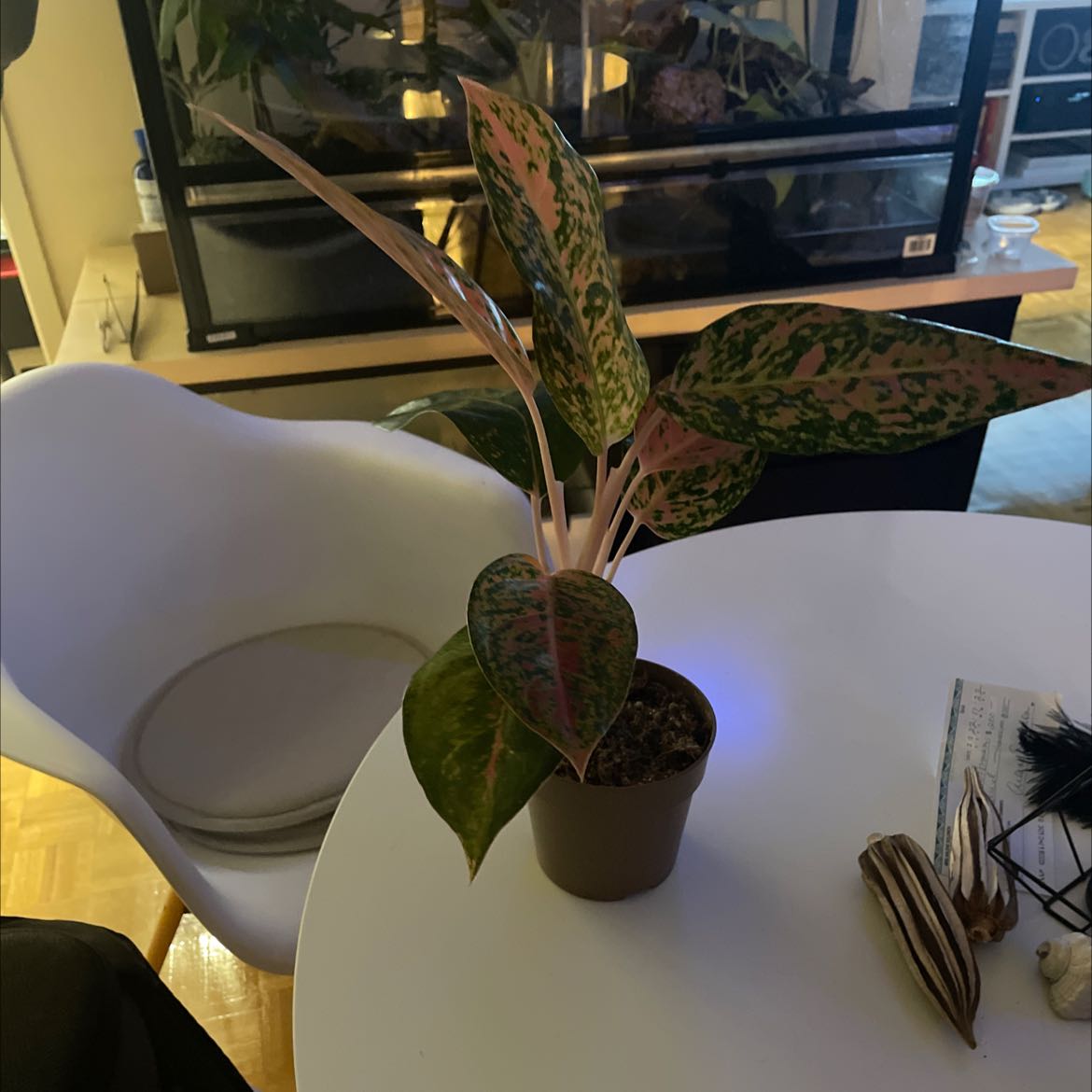 Photo of the plant species Big Roy by @PoisedSkypilot named Your plant on Greg, the plant care app