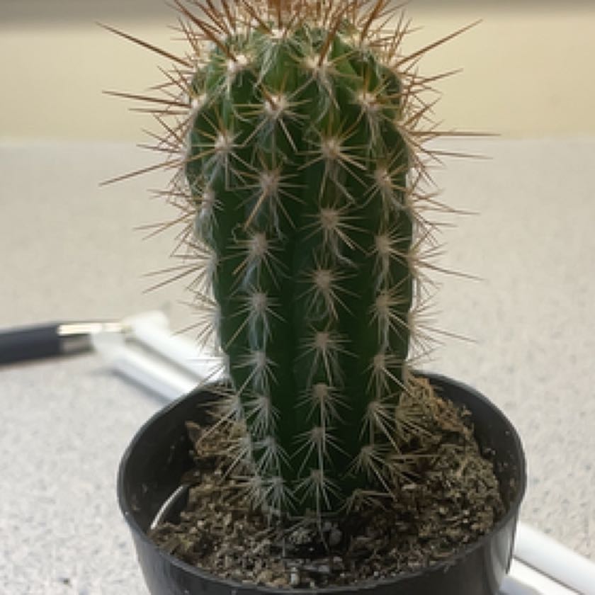 Photo of the plant species Pilosocereus arrabidae by @StarDogrose named Sanders on Greg, the plant care app