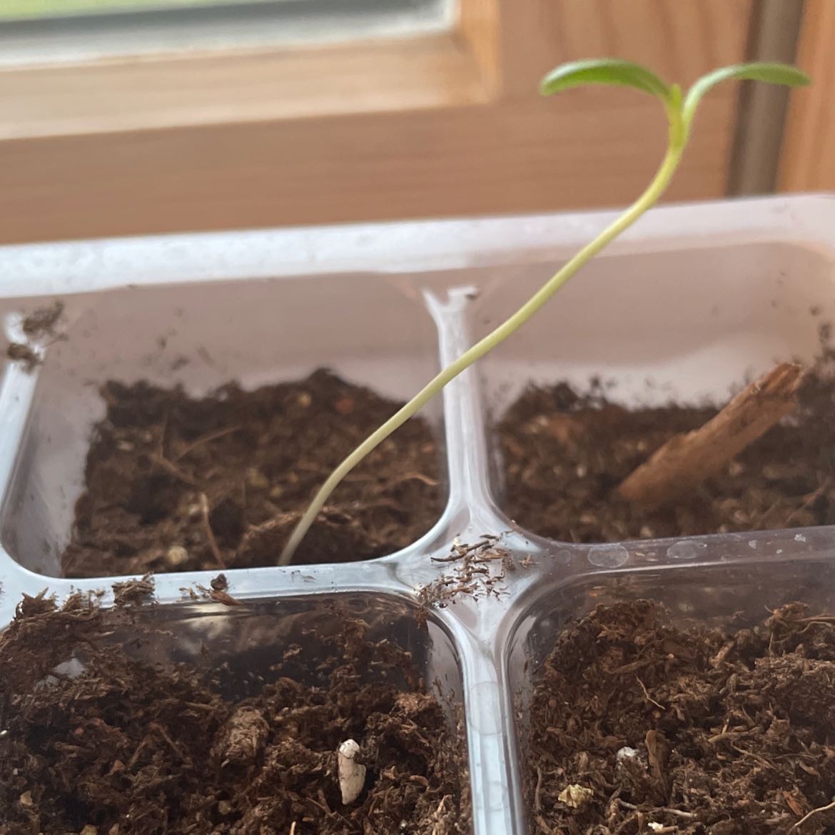 Young Common Milkweed seedling in a small container with soil.