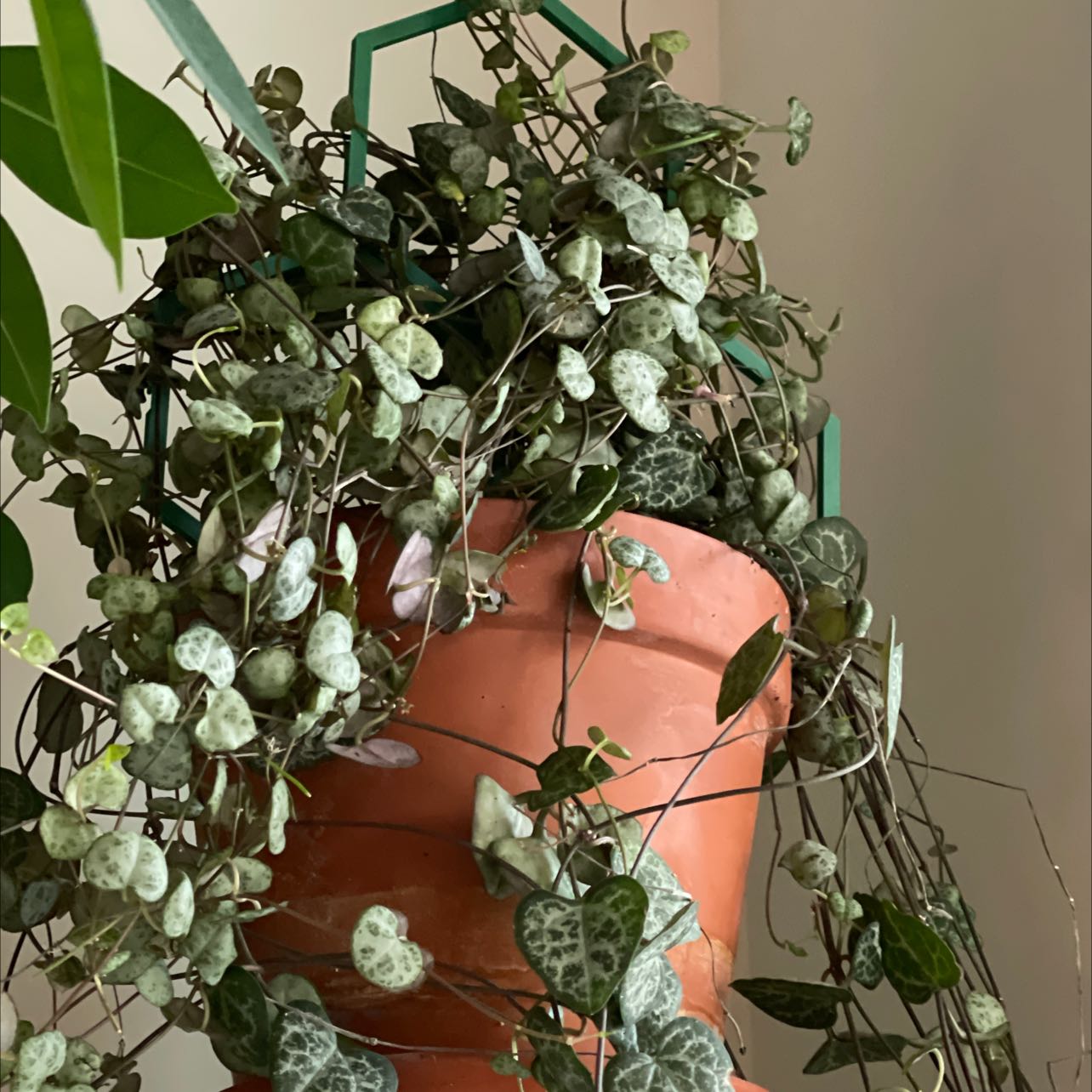 Photo of the plant species String of Hearts by @YokeTricolor named Khaleesi on Greg, the plant care app