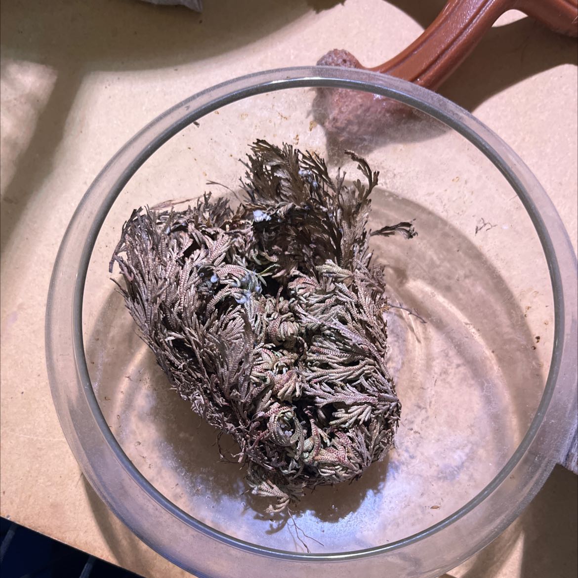 Dried Rose of Jericho plant in a glass bowl, in its dormant state.