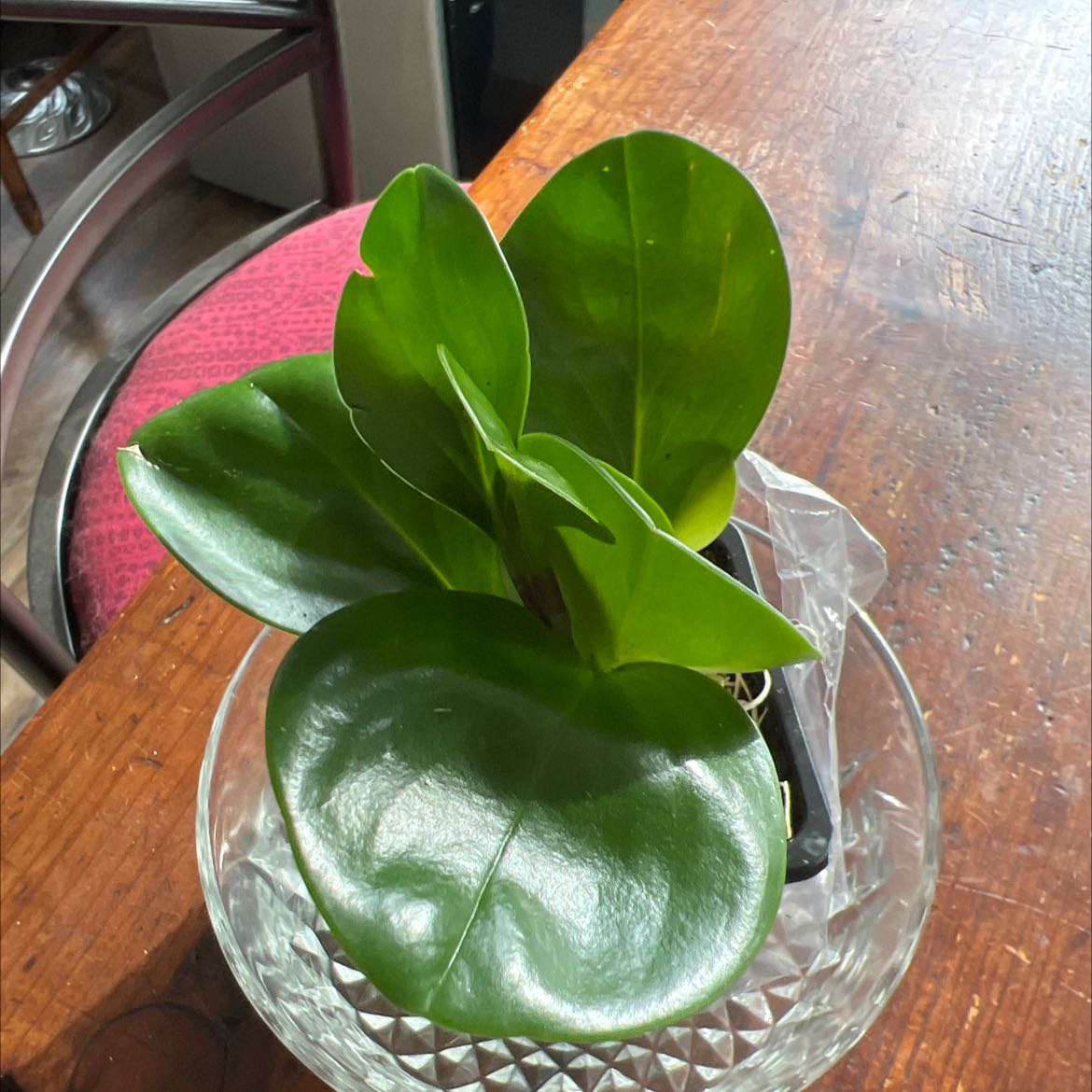 Healthy Peperomia Thailand plant with vibrant green leaves in a glass container.