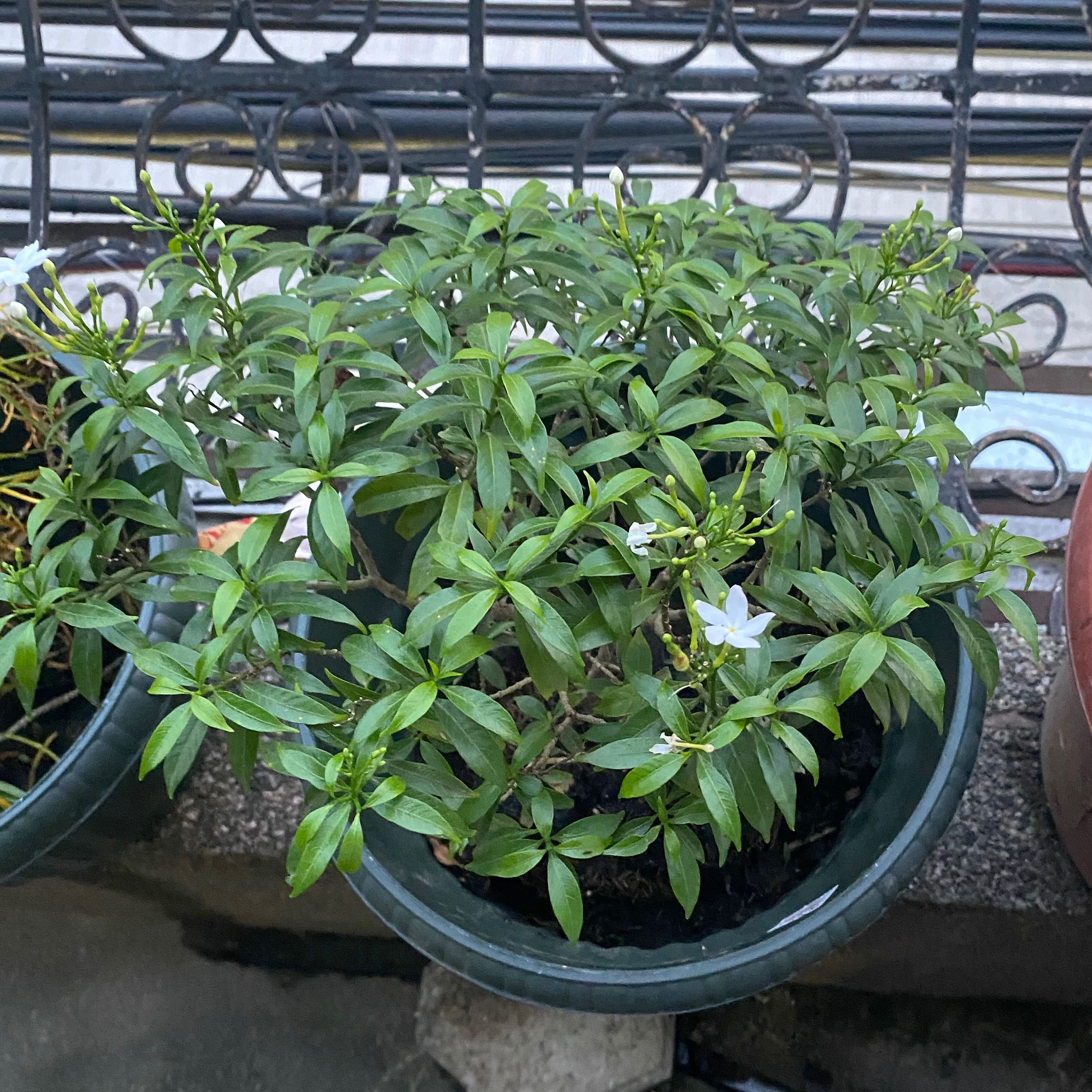 Photo of the plant species Tabernaemontana pandacaqui by @BeefyMayten named Golden Pandakaki on Greg, the plant care app