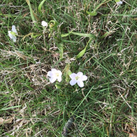 Photo of the plant species Cuckooflower by @PrudentBlueoak named Marley on Greg, the plant care app