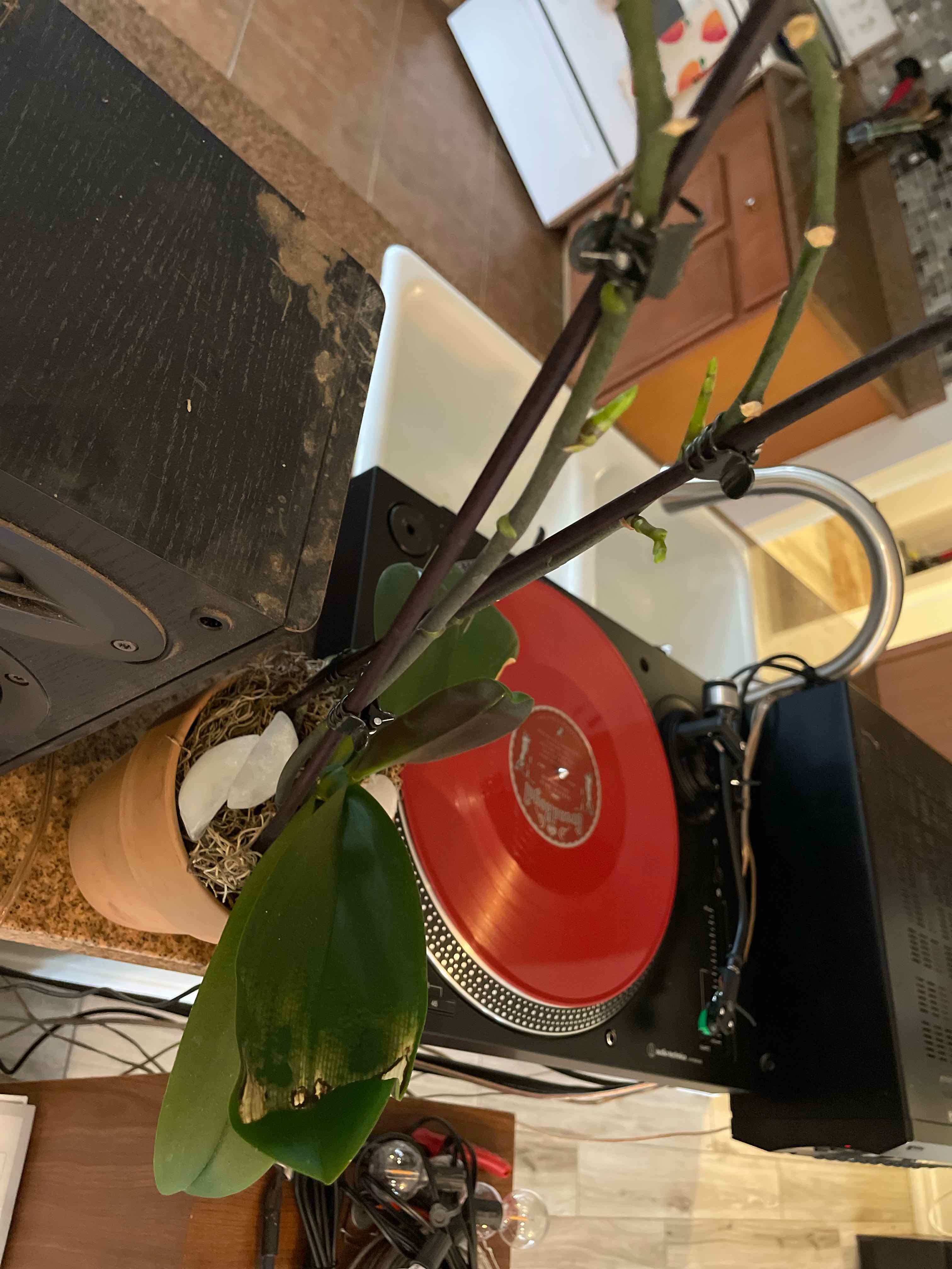 Orchid plant in a pot near a turntable with green leaves and stems.