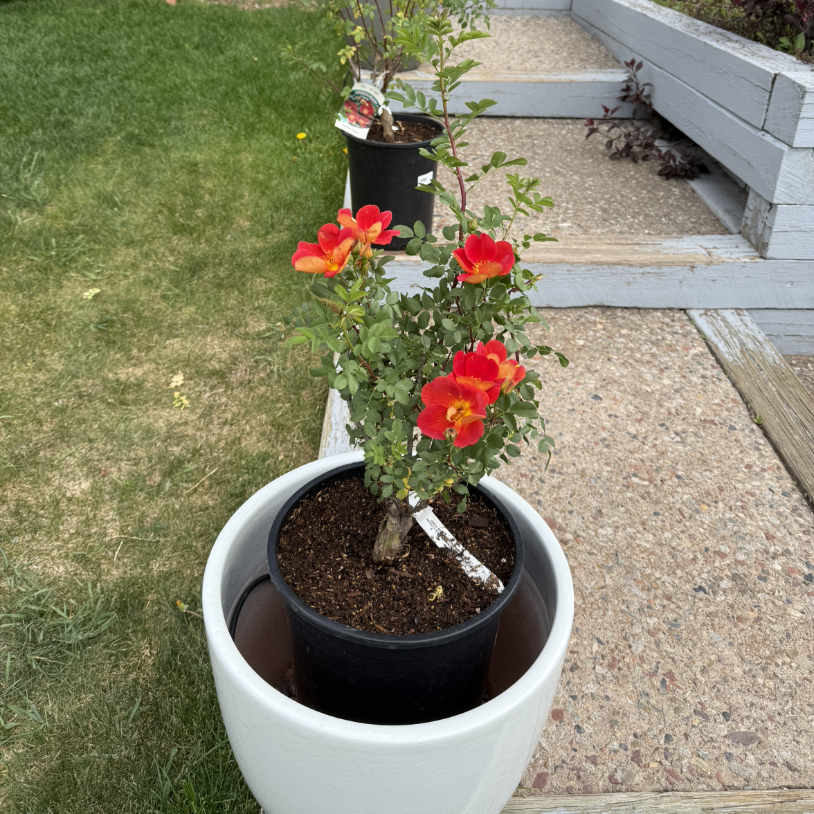Photo of the plant species Austrian Copper Rose by @Sylvi named Rose on Greg, the plant care app