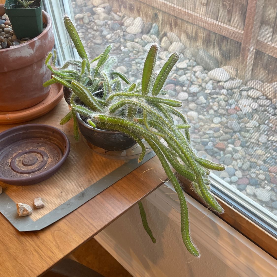 Photo of the plant species Moonlight cactus by @Sylvi named Bexi on Greg, the plant care app