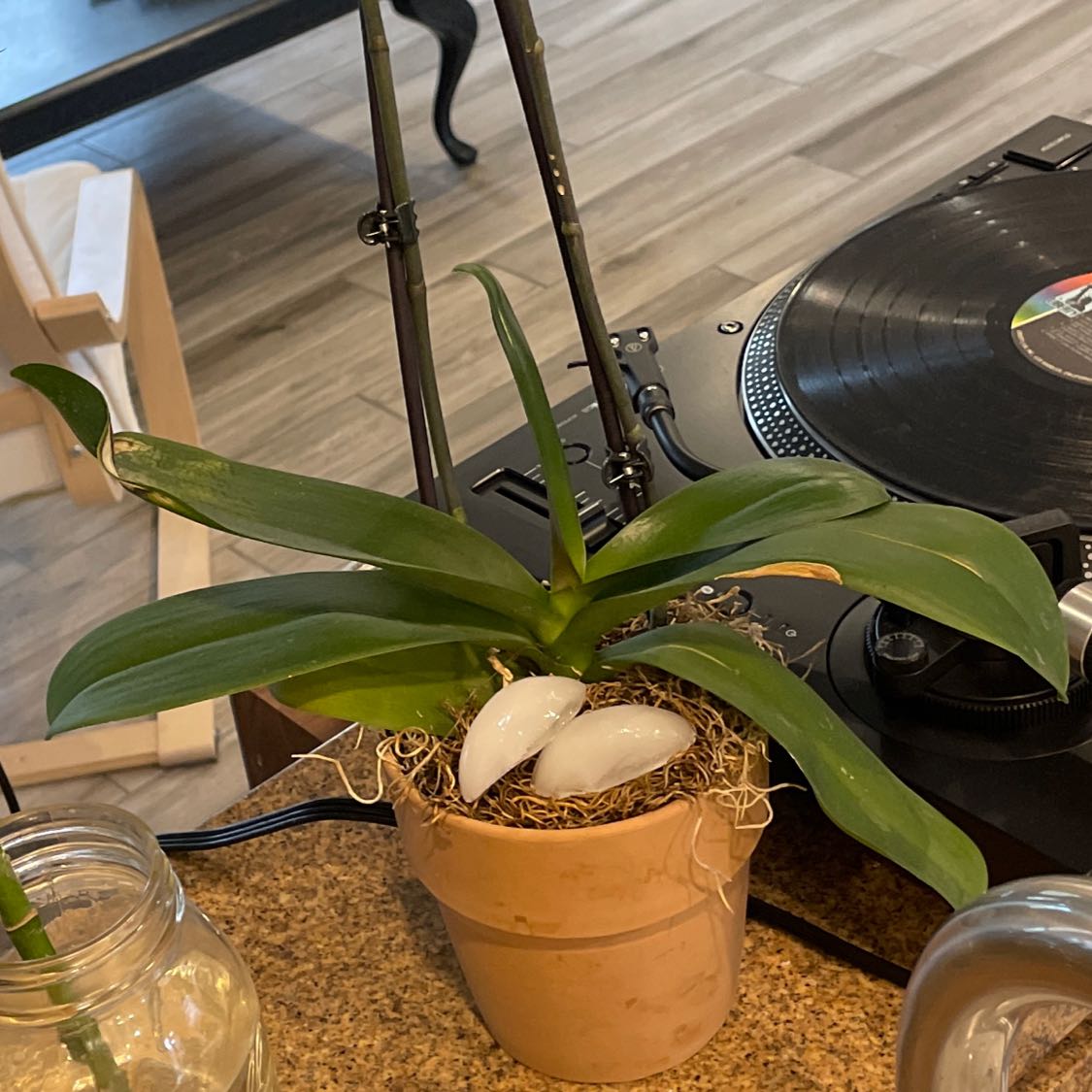 A healthy potted orchid plant with green leaves placed on a table next to a turntable.