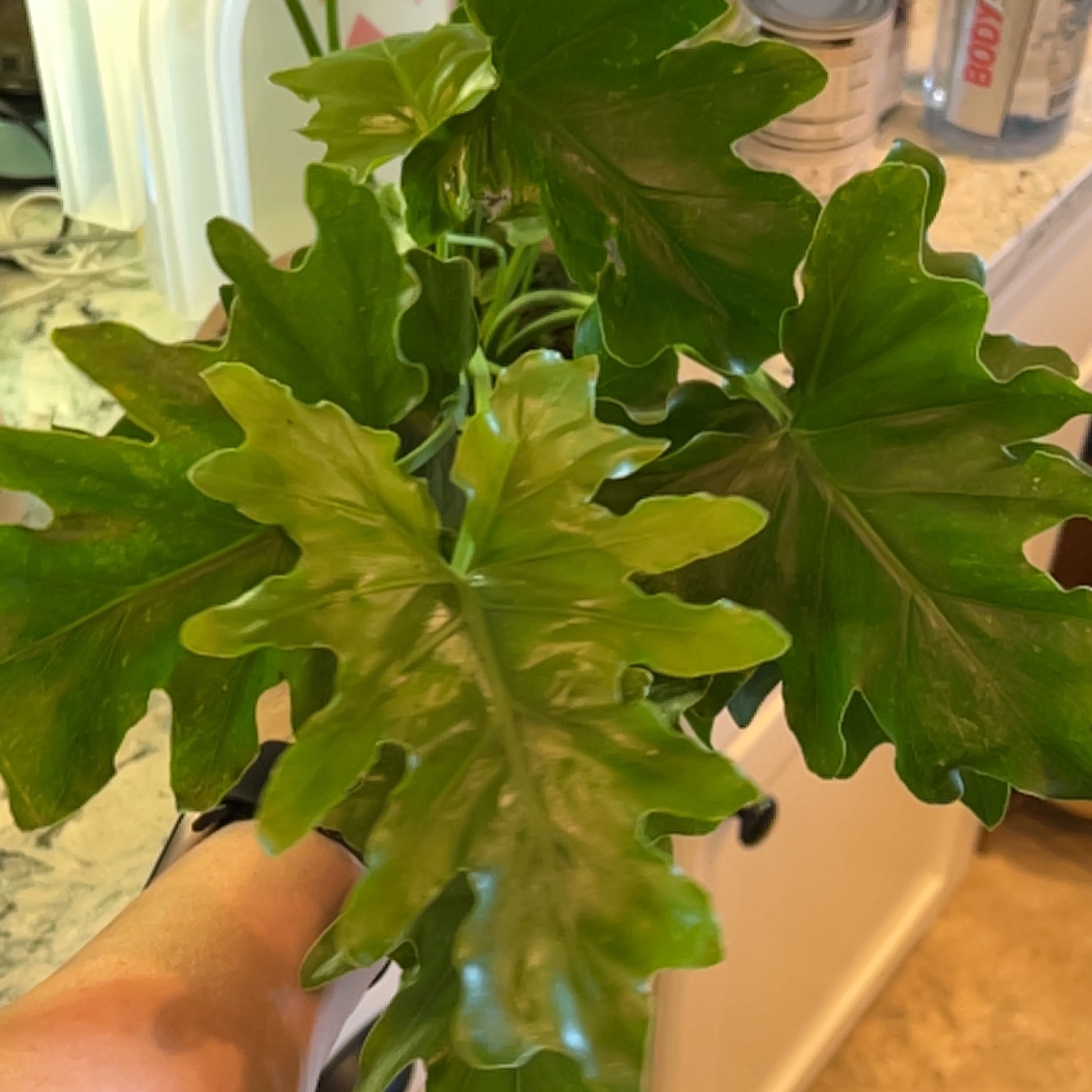 Photo of the plant species Little Holpe Philodendron by @ChildlikeMaypop named Einstein on Greg, the plant care app