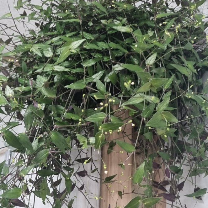 Photo of the plant species Dotted Bridalveil by @RichCaraway named Prince on Greg, the plant care app