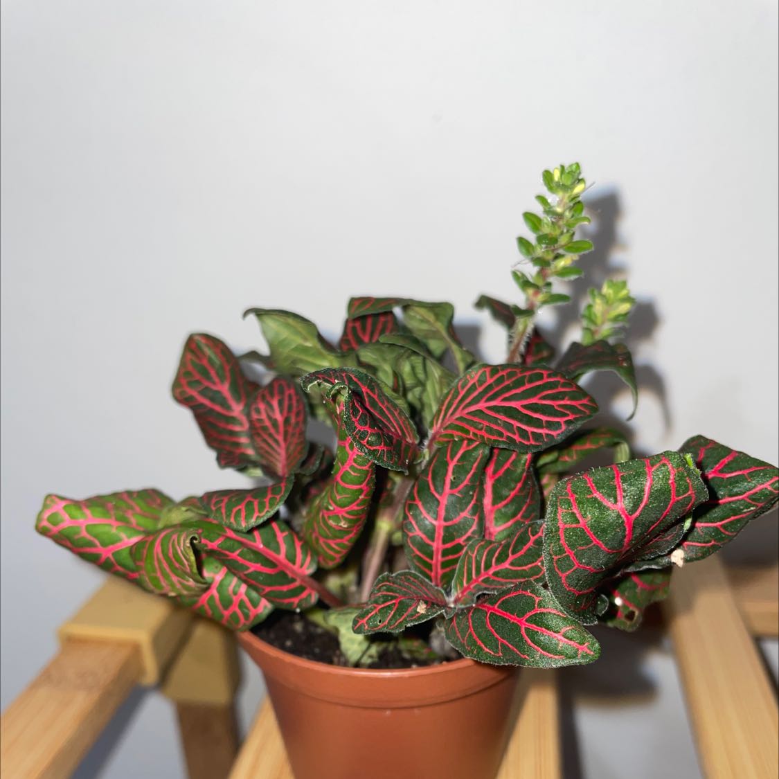 Pink Wave Nerve Plant in a small pot with vibrant green leaves and pink veins.