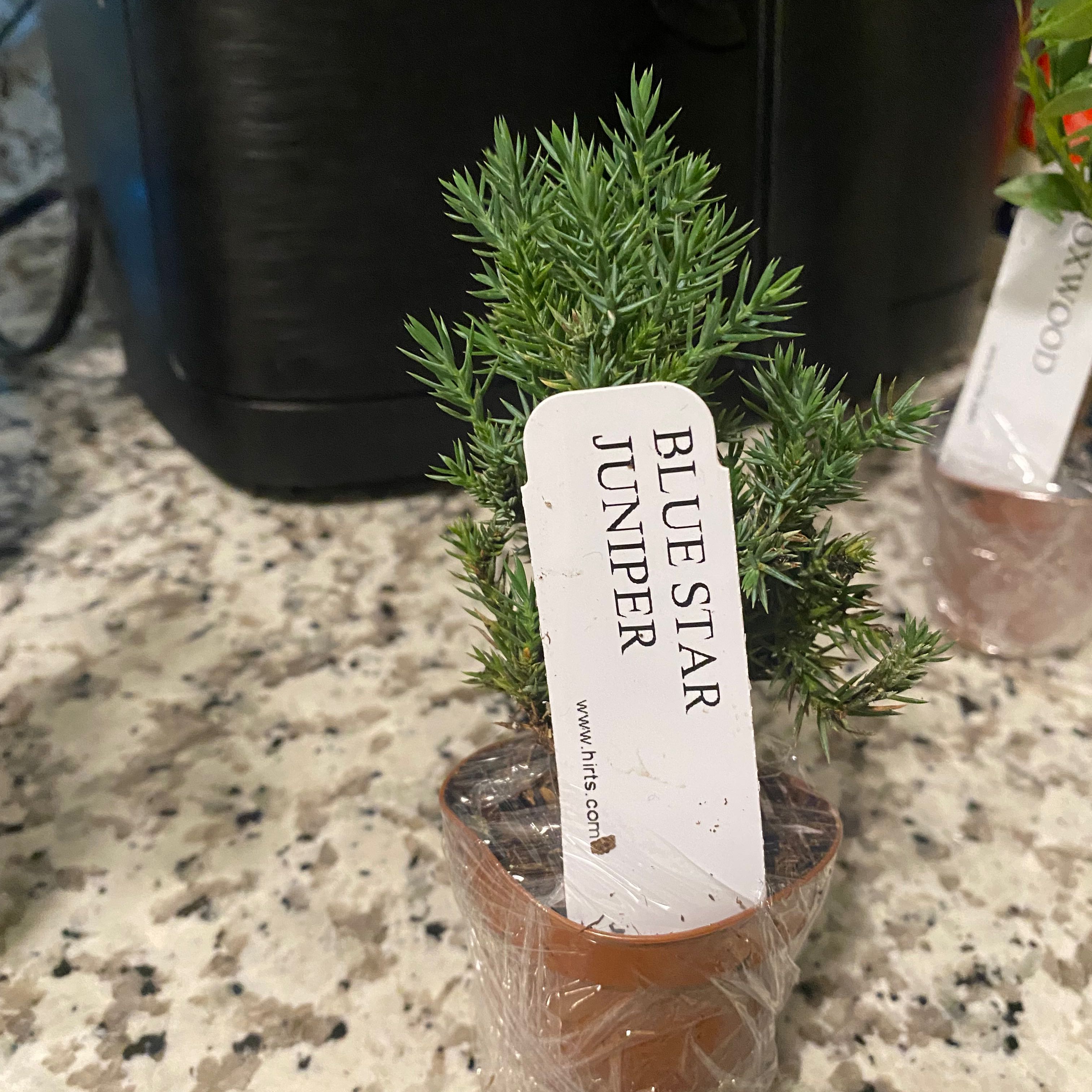 Blue Star Juniper plant in a pot on a speckled countertop, with visible soil and healthy green foliage.