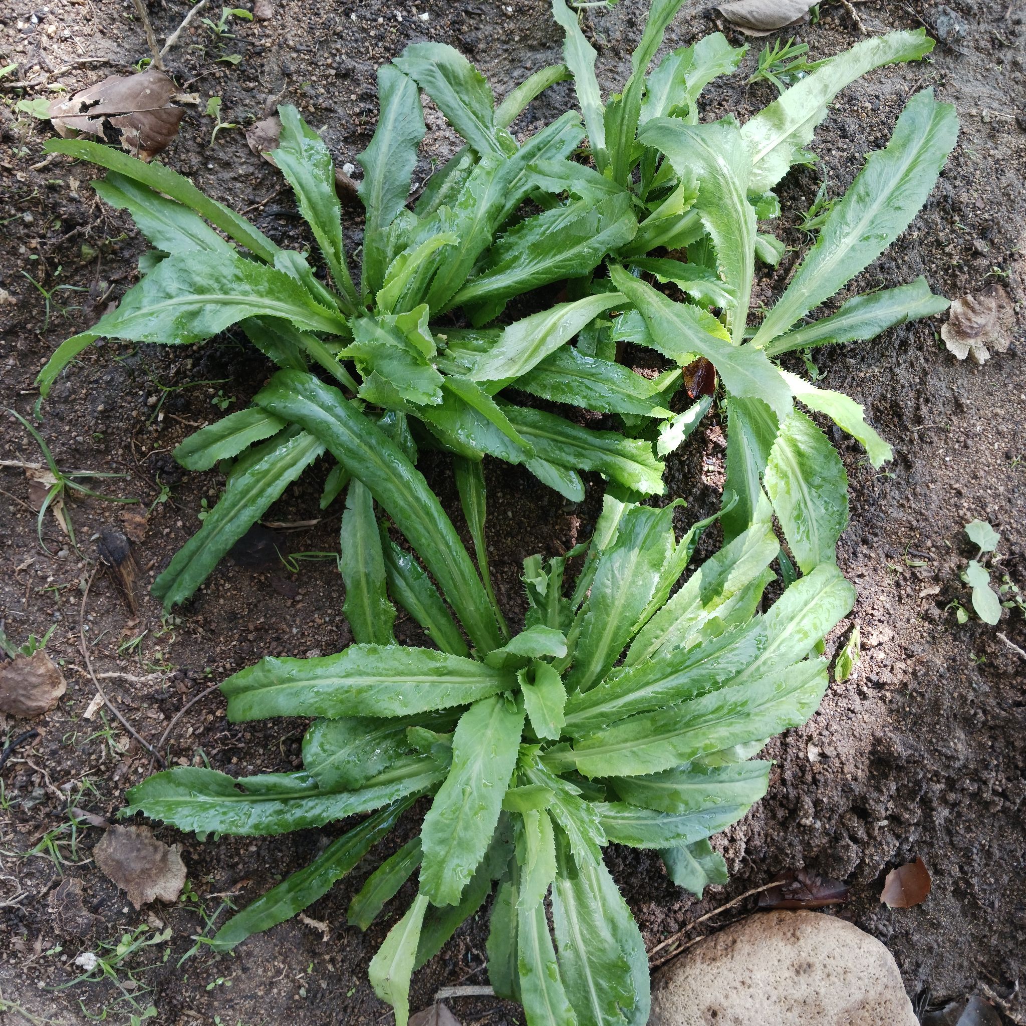 Culantro