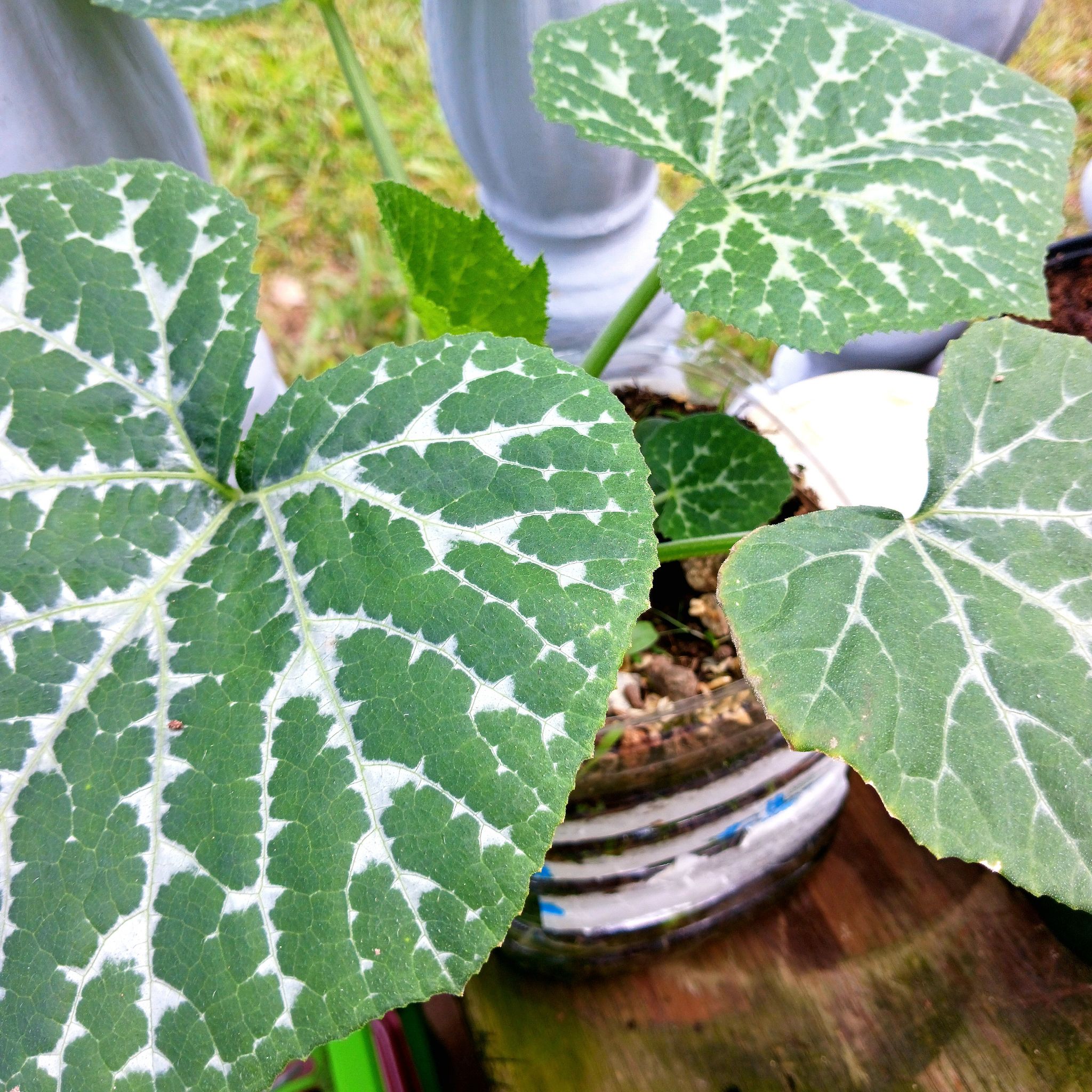 Pumpkin plant with large green leaves featuring white veining, partially visible soil.