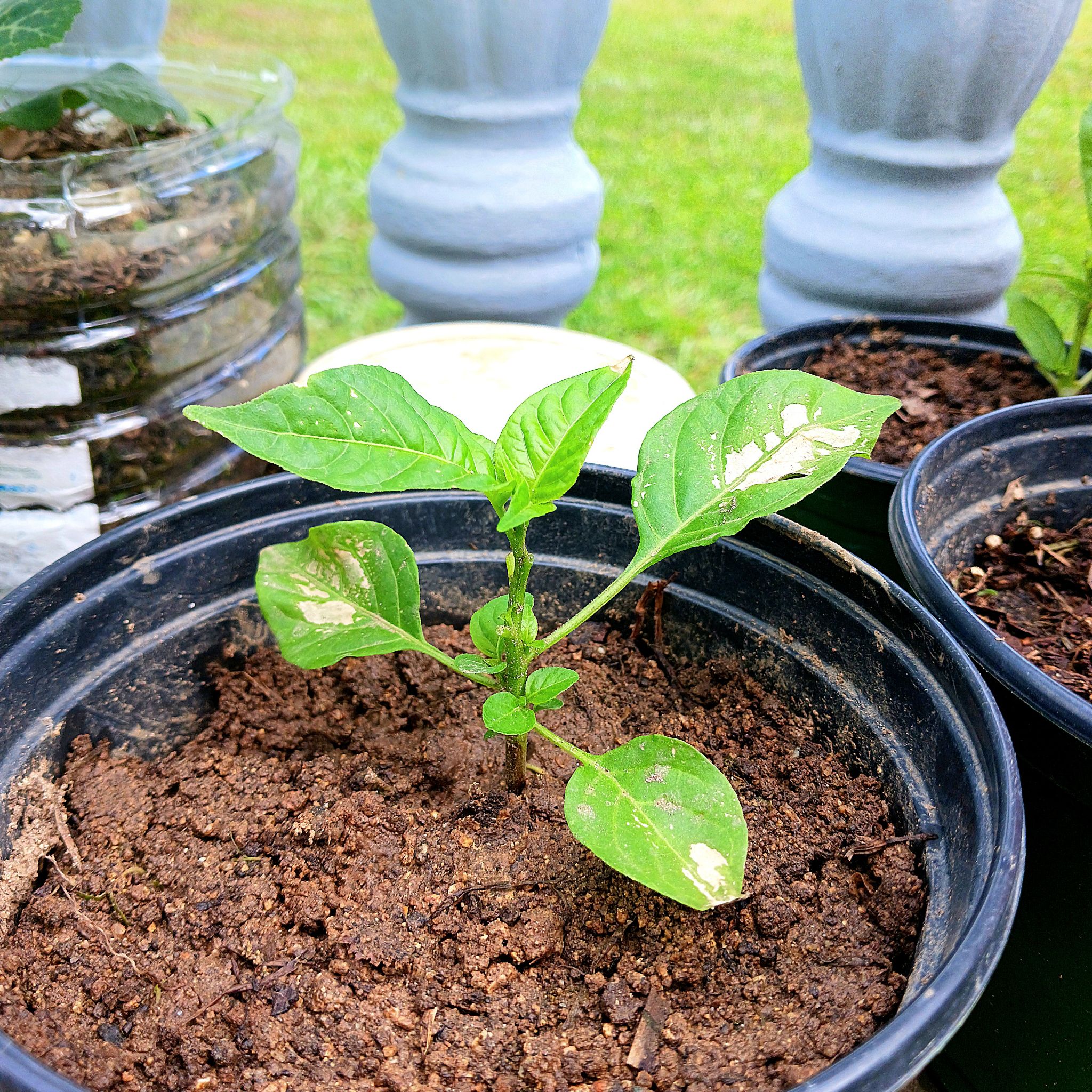 Photo of the plant species Sangria Pepper by @elixgomez77 named Pico de Gallo on Greg, the plant care app
