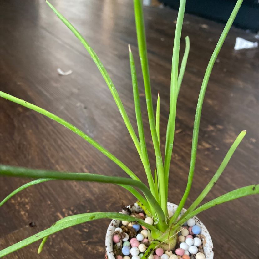 Potted Chinese Chives plant with long, slender green leaves and visible colorful pebbles in the soil.