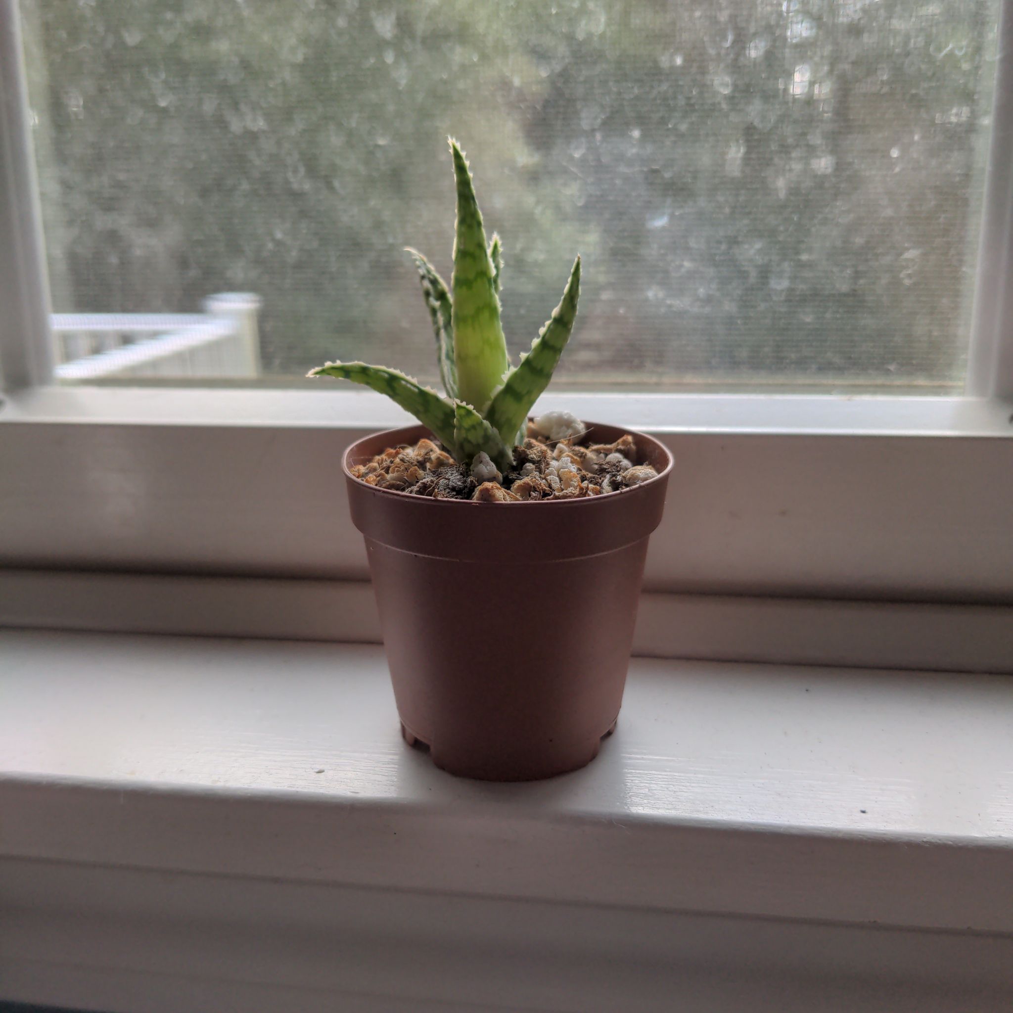 Pink Blush Aloe plant in a brown pot on a windowsill, appears healthy.