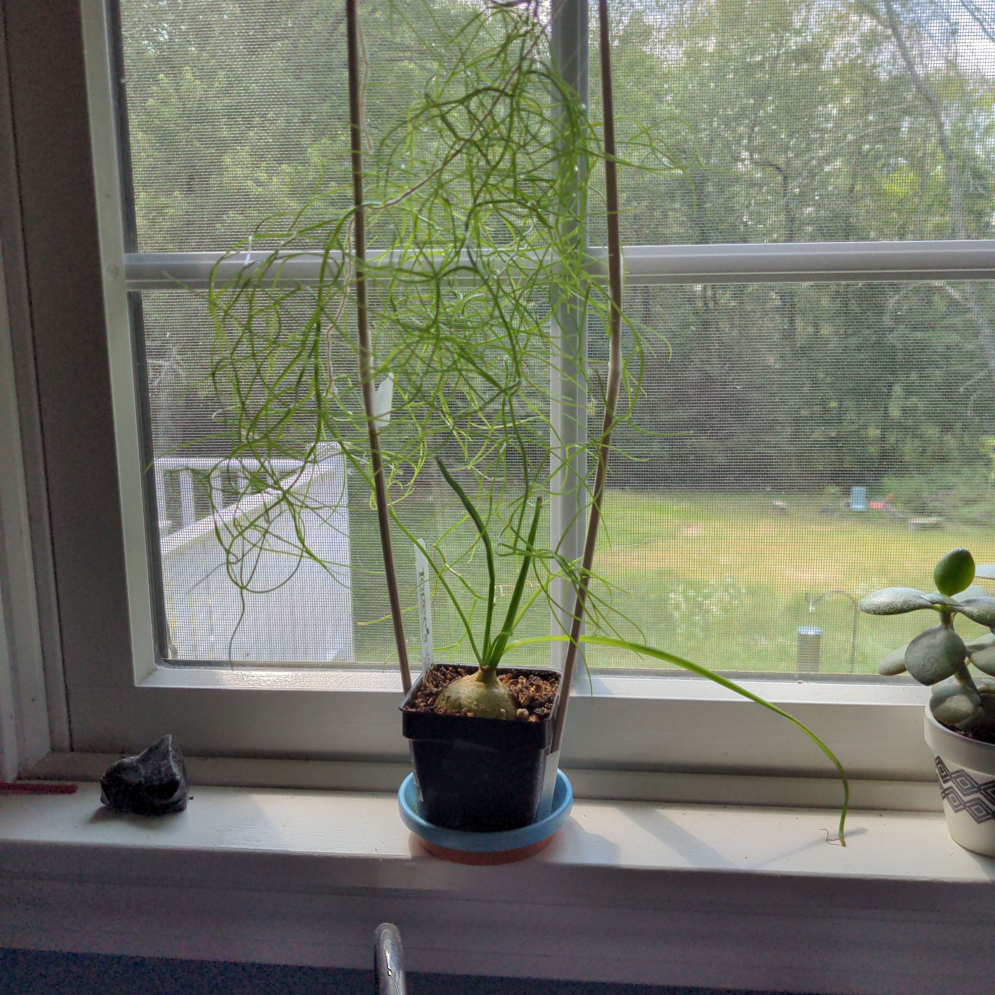 Photo of the plant species Climbing Onion by @KaraElizabeth named Clooney on Greg, the plant care app