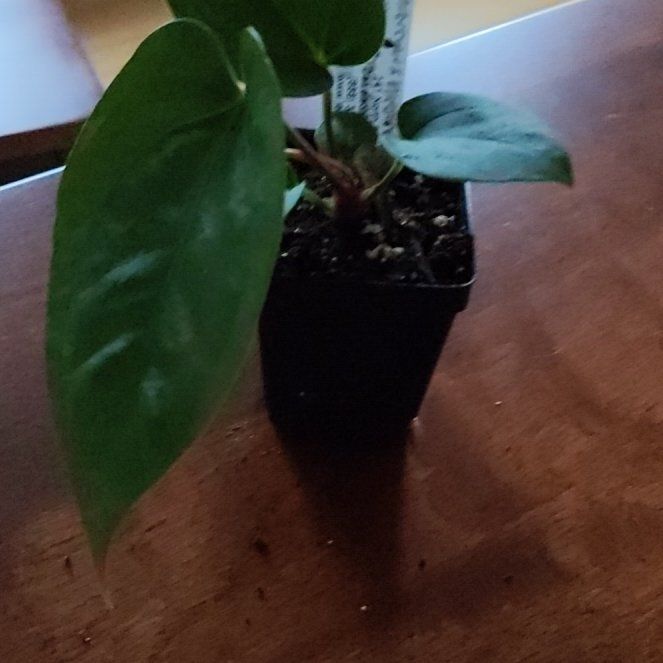 Photo of the plant species Anthurium Nigrolaminum Gigi by @KaraElizabeth named Rosa on Greg, the plant care app