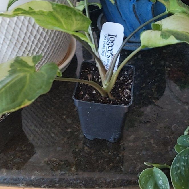 Photo of the plant species Arrowhead Plant by @KaraElizabeth named Prince on Greg, the plant care app