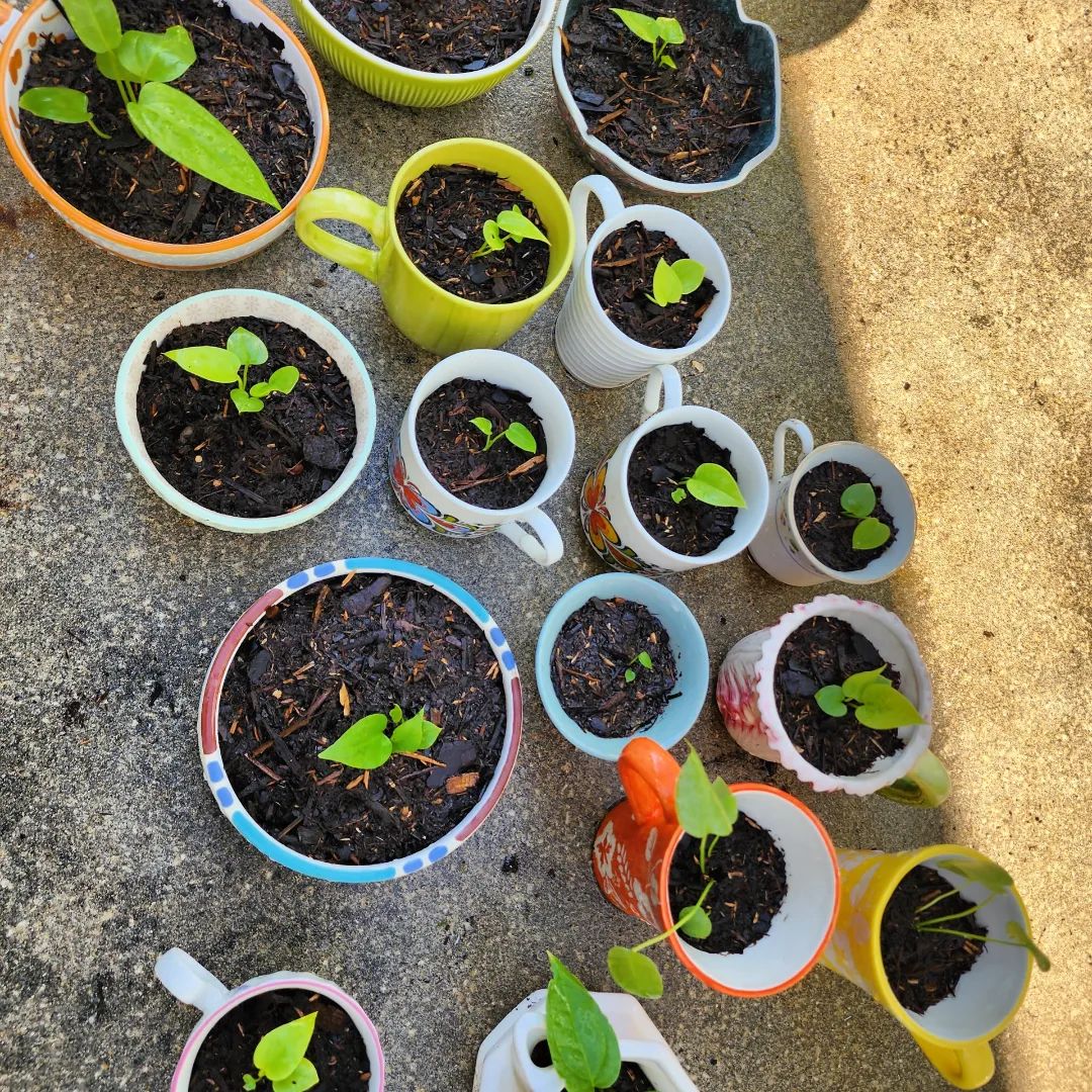 Multiple Bird's nest anthurium seedlings in colorful containers with healthy green leaves.