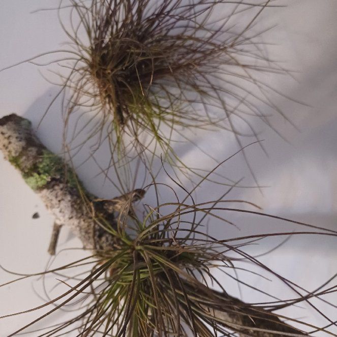 Photo of the plant species Southern Needleleaf by @fightshrub named Duke on Greg, the plant care app