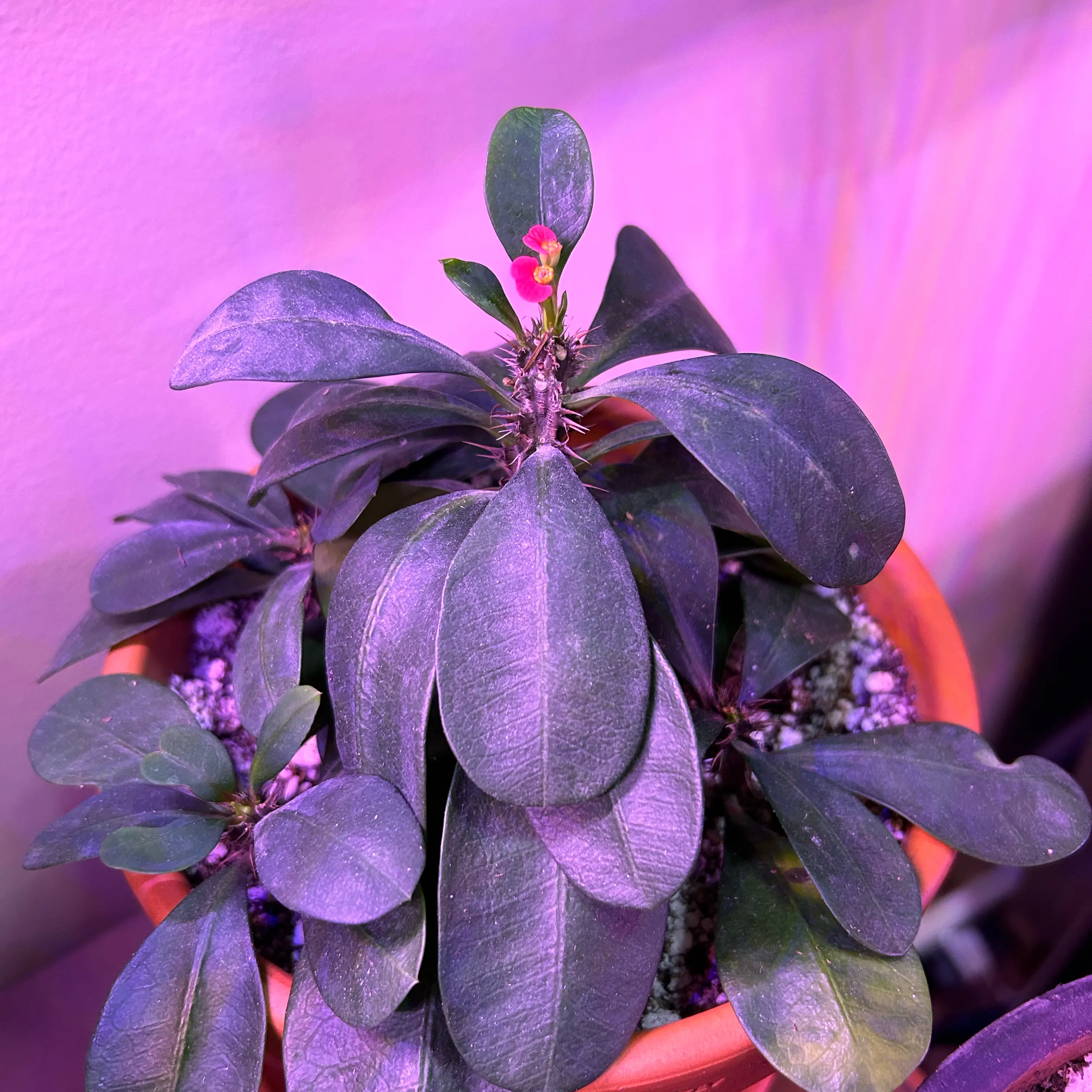 Photo of the plant species Euphorbia 'Pink Cadillac' by @ZingGoldenhill named Jesus on Greg, the plant care app