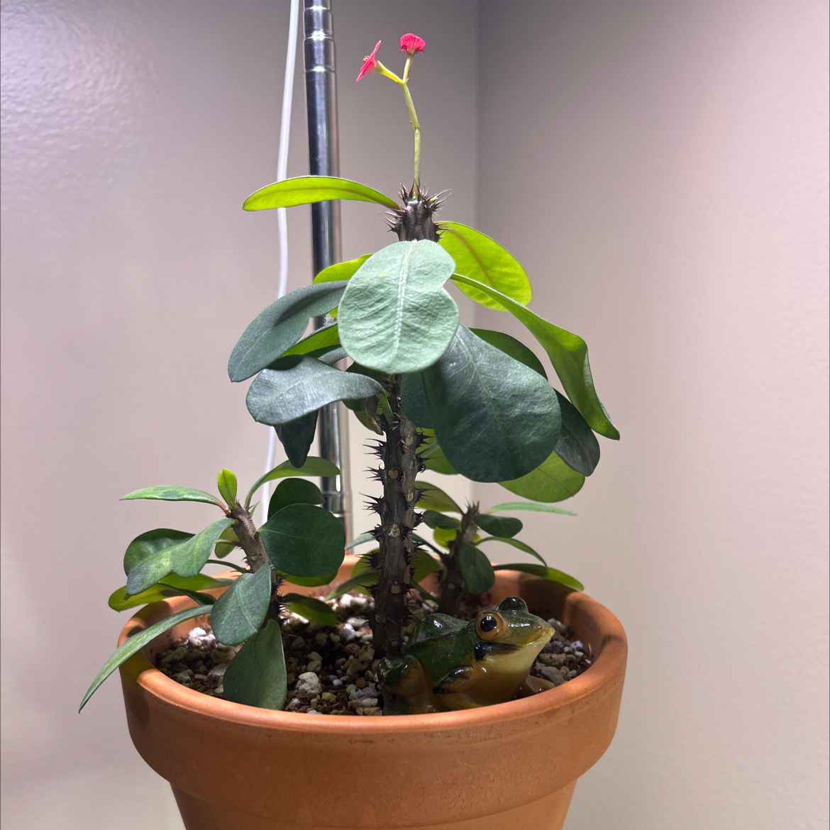 Photo of the plant species Euphorbia 'Pink Cadillac' by @ZingGoldenhill named Jesus on Greg, the plant care app