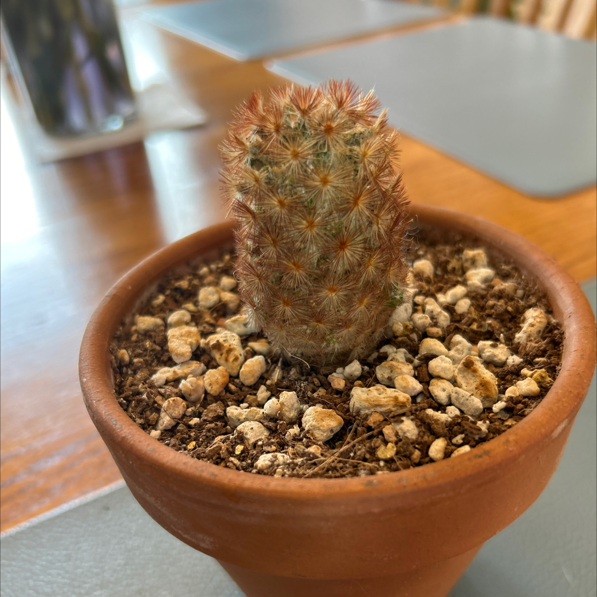 Photo of the plant species Red Thorn Mammillaria Carmenae by @ZingGoldenhill named Ginger on Greg, the plant care app