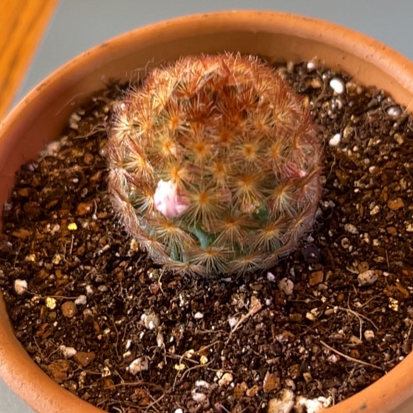 Plant care for Red Vein Fittonia on Greg, the plant care app