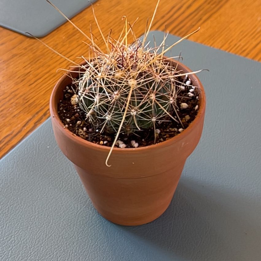 Photo of the plant species Ferocactus Wislizeni by @ZingGoldenhill named Spike on Greg, the plant care app