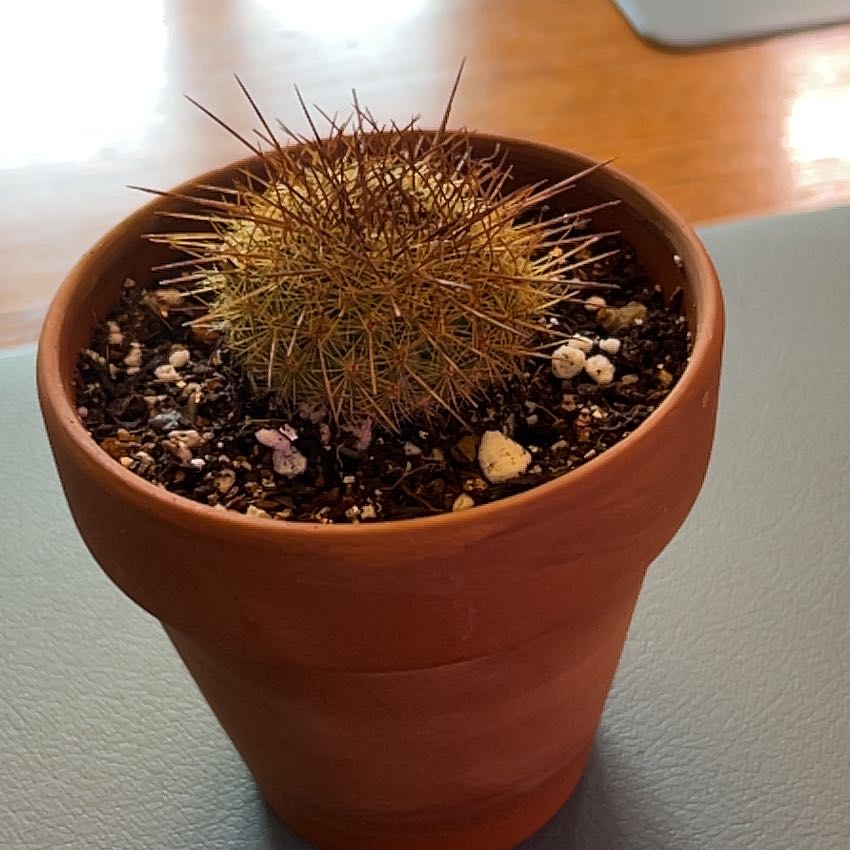 Photo of the plant species Mammillaria 'Ginsa Maru' by @ZingGoldenhill named Geisha on Greg, the plant care app